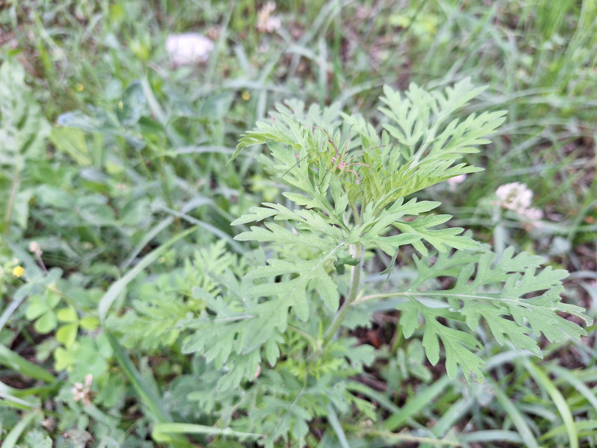 Pelinolistna ambrozija