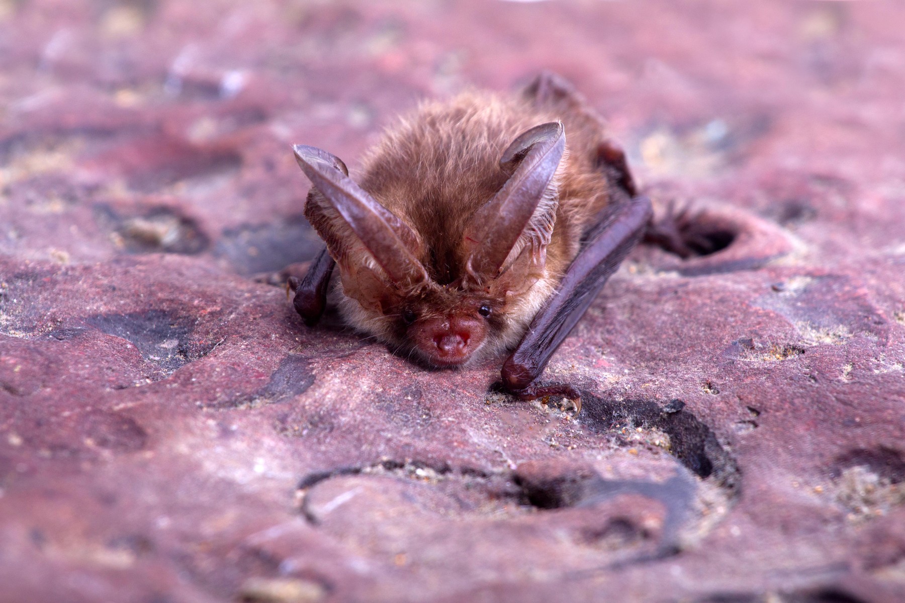 bat close up on a stone background,Image: 985899430, License: Royalty-free, Restrictions: , Model Release: no