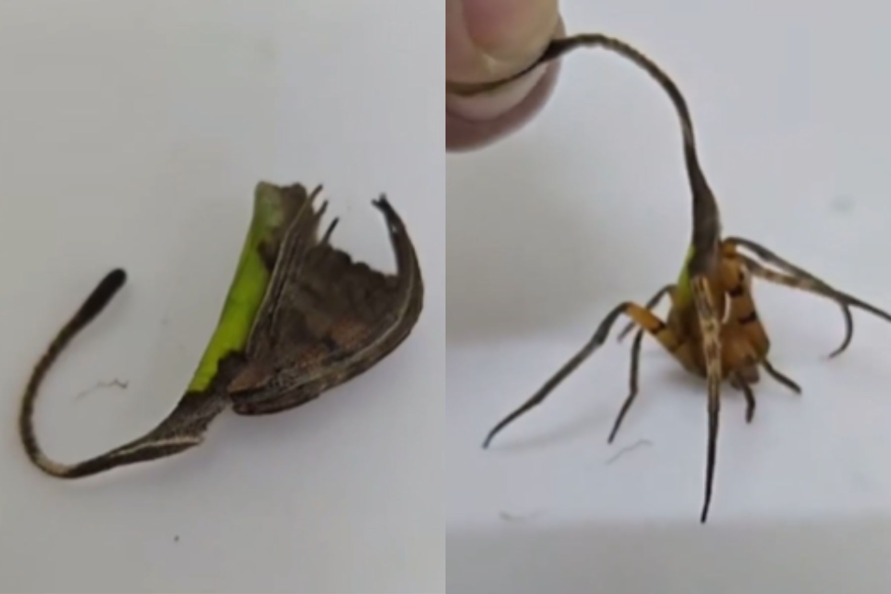 Pajek, ki imitira liste