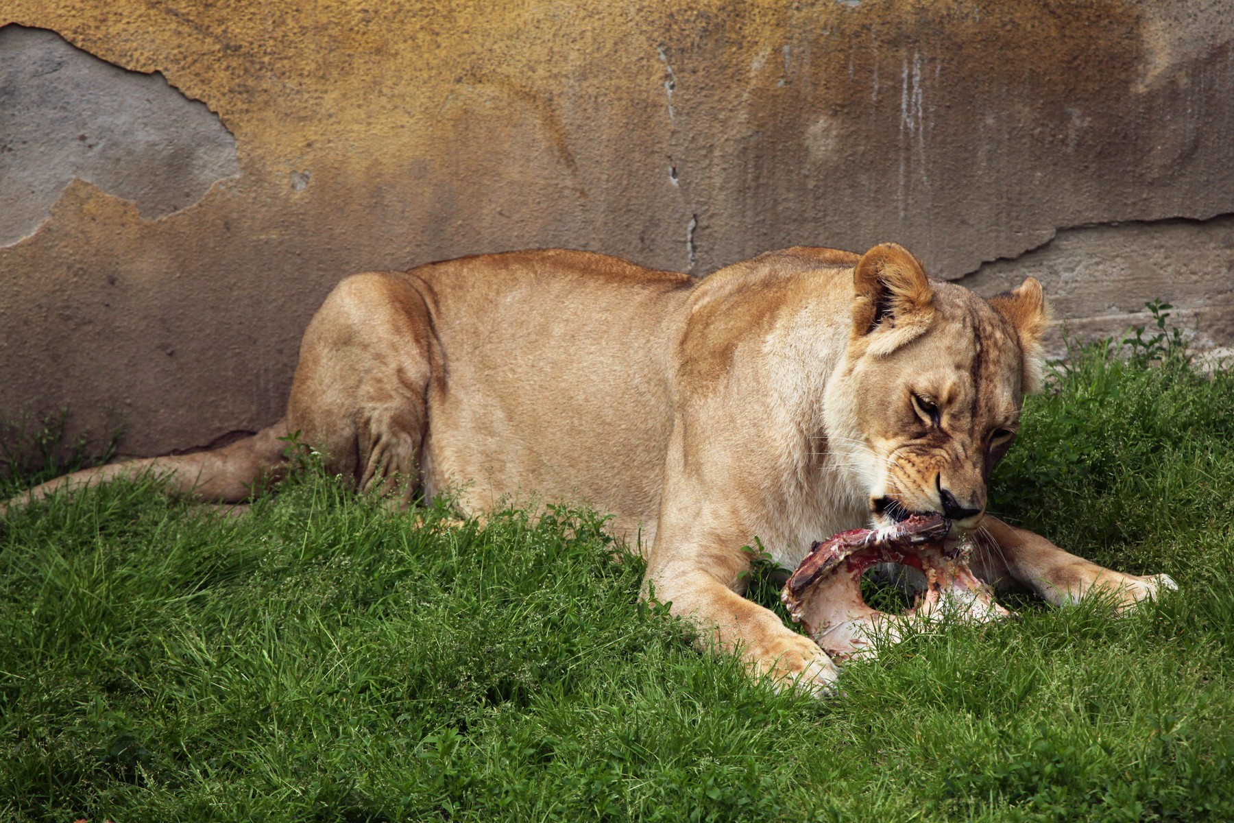 Katanga lion (Panthera leo bleyenberghi)