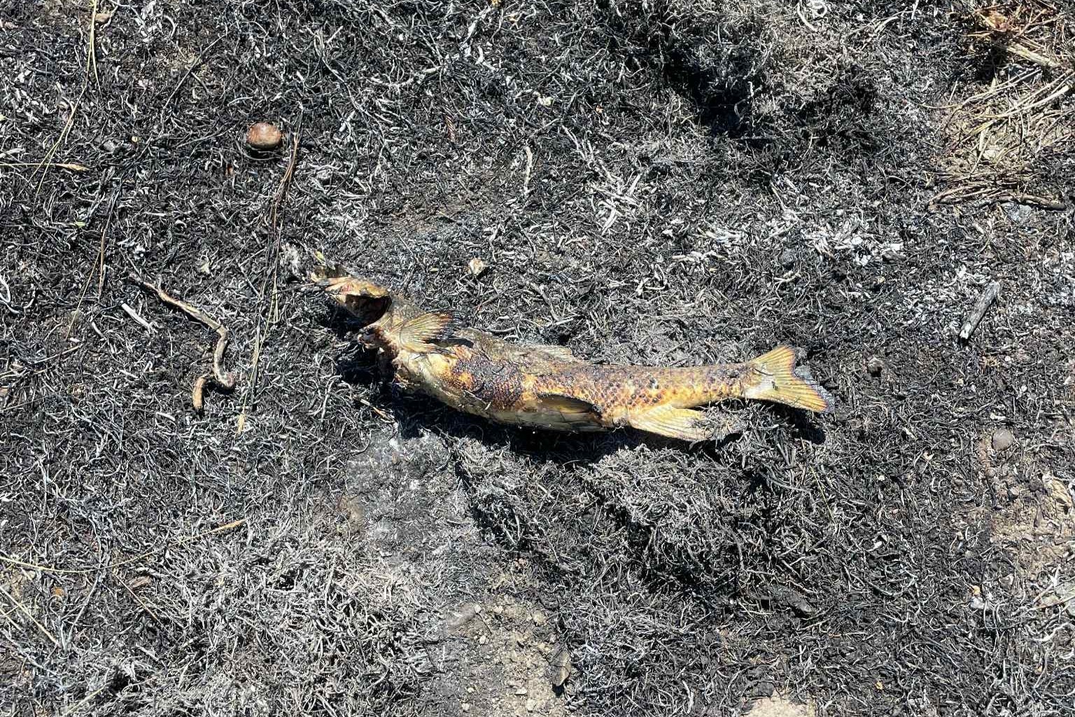 Riba povzročila požar v Kanadi