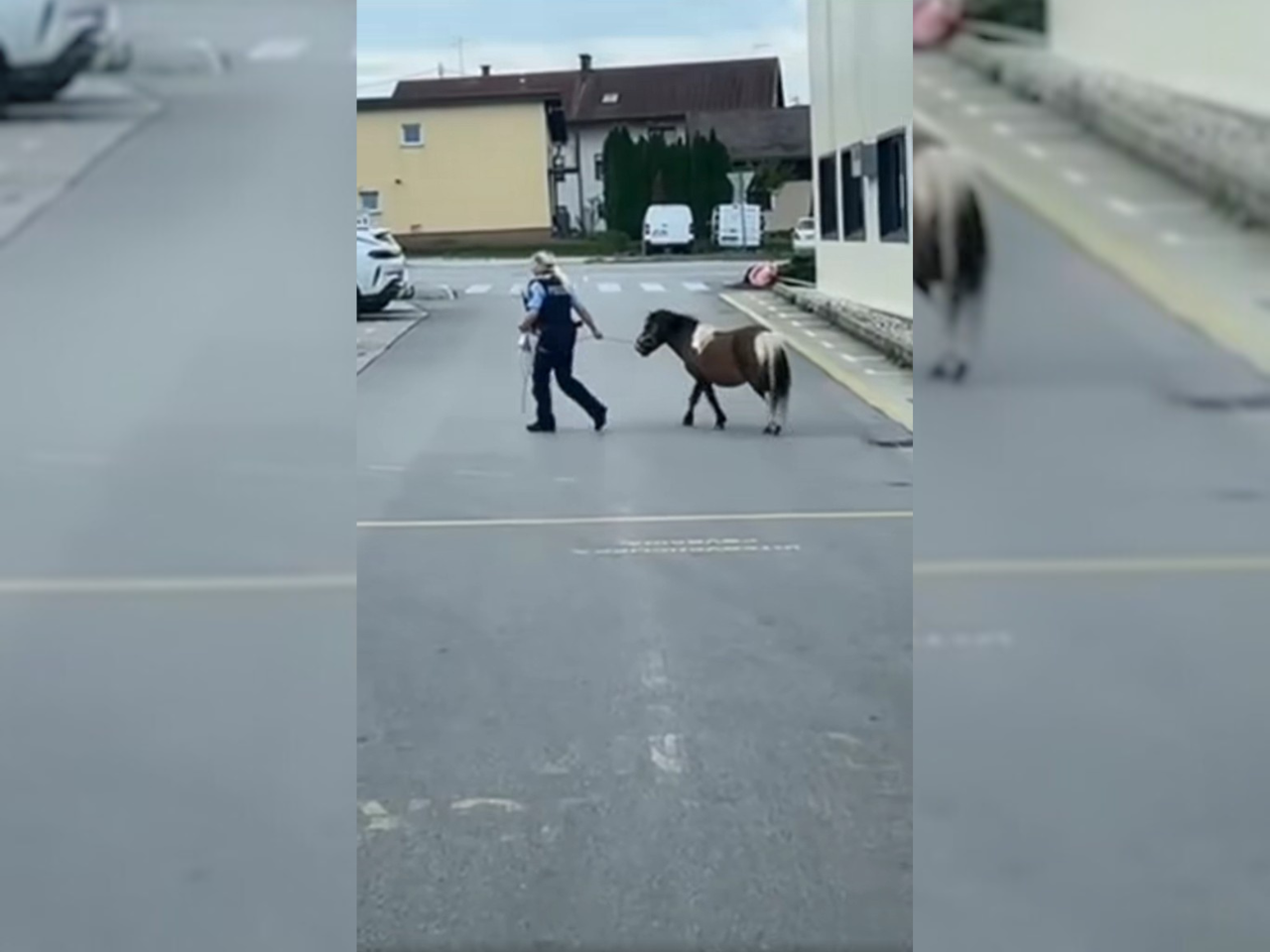 Policisti pripeljali domov izgubljenega ponija v Grosuplju