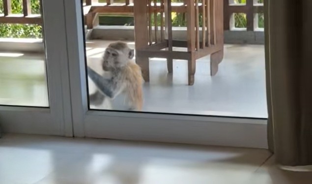 Opica na Tajskem vdrla v sobo