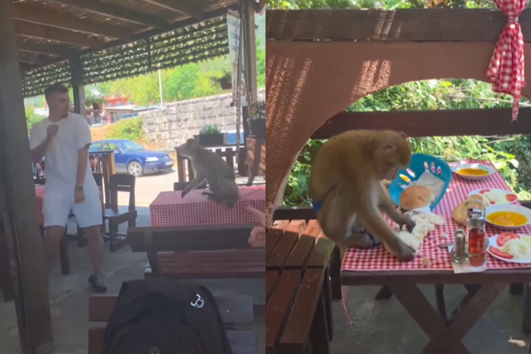 Goste restavracije v Črni gori je presenetila opica