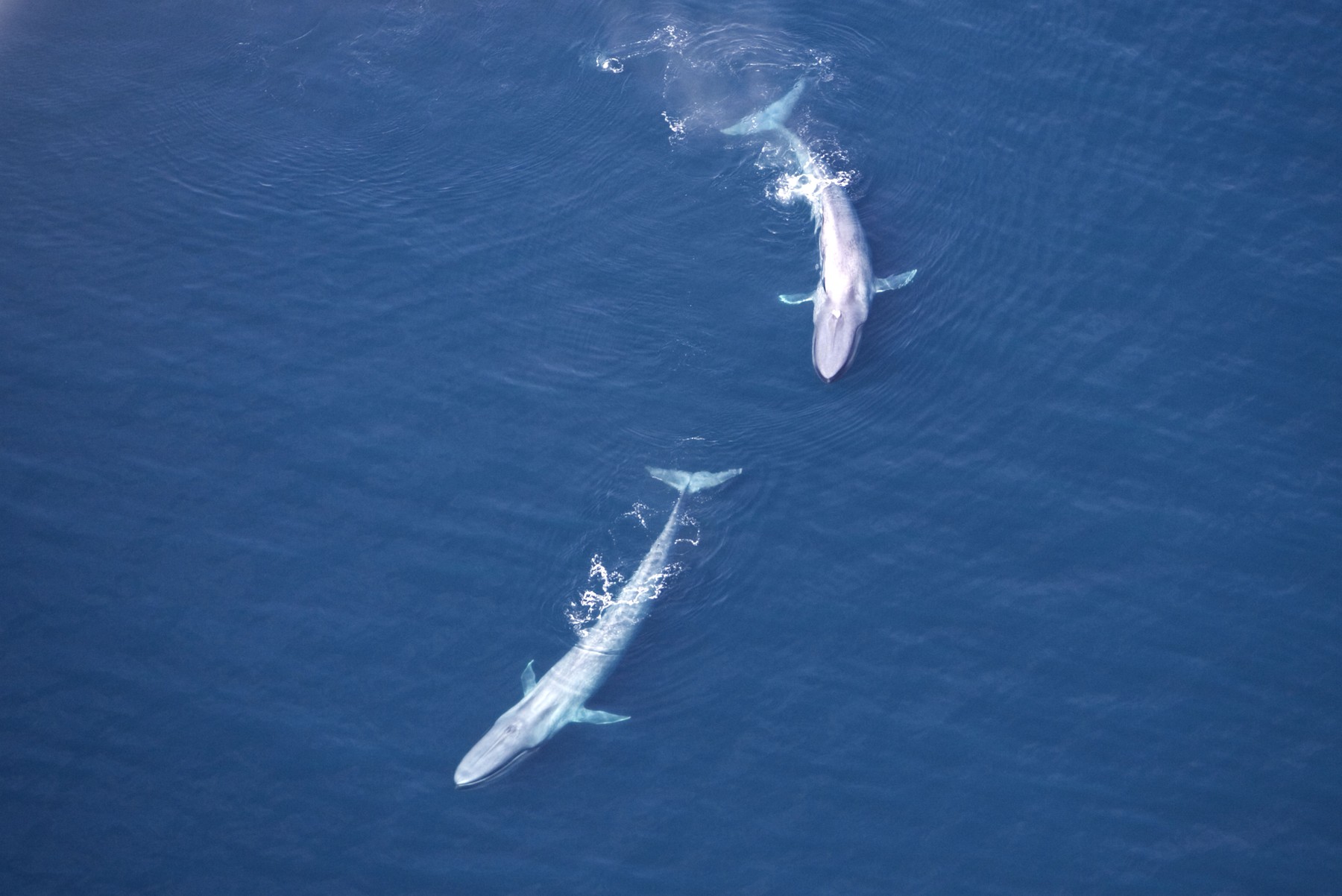 Blue Whales - Near surface (Balaenoptera musculus). Gulf of California (Sea of Cortez), Mexico.,Image: 295054254, License: Rights-managed, Restrictions: , Model Release: no