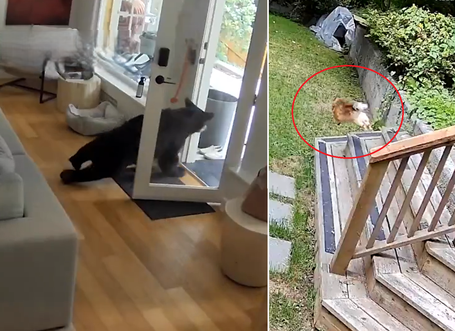 Pomeranec pregnal črnega medveda v Vancouvru.