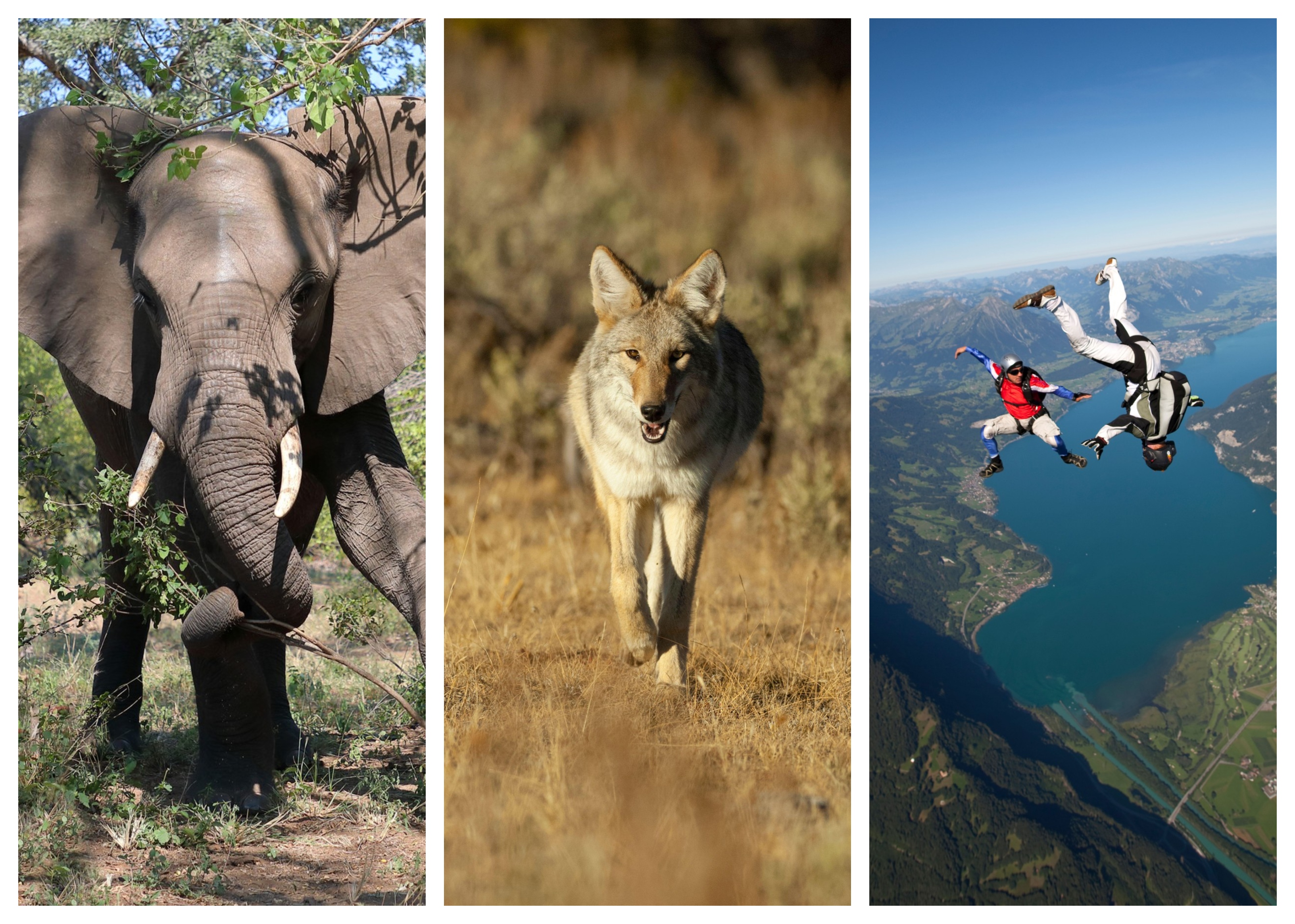 slon kojot padalca Foto PROFIMEDIA