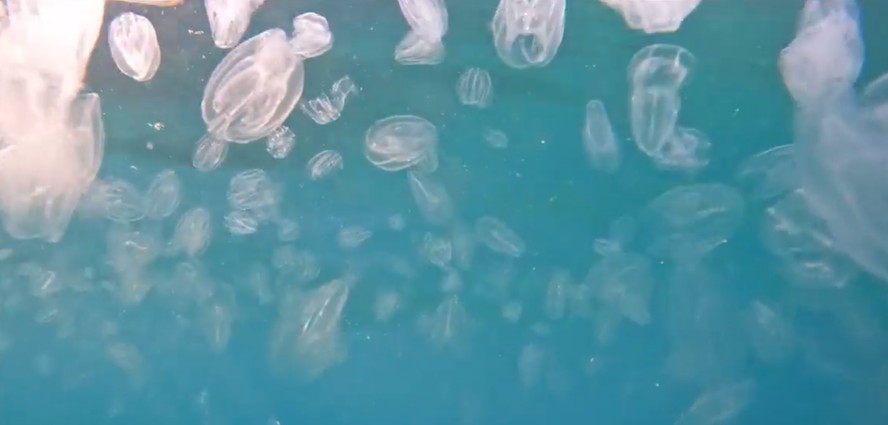 Rebrače v hrvaškem morju