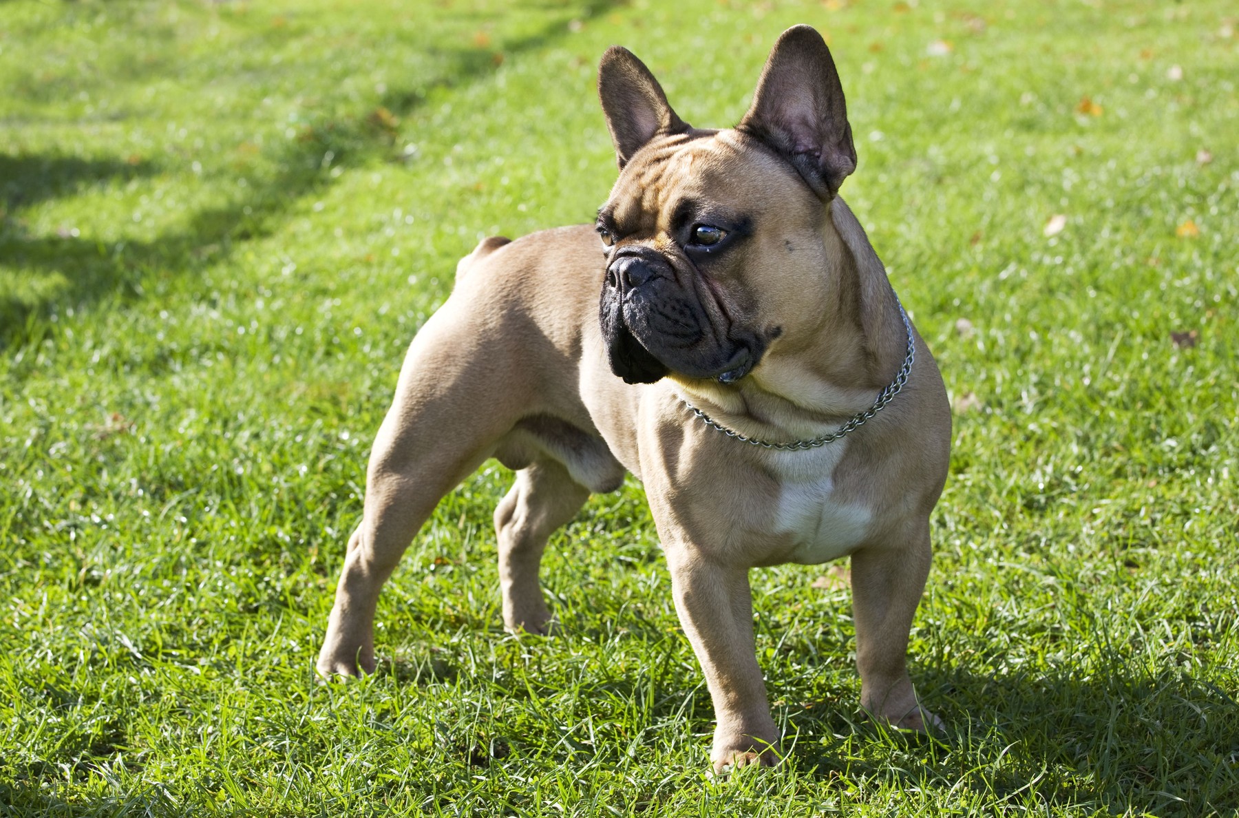 Dog - French Bulldog,Image: 174616069, License: Rights-managed, Restrictions: , Model Release: no