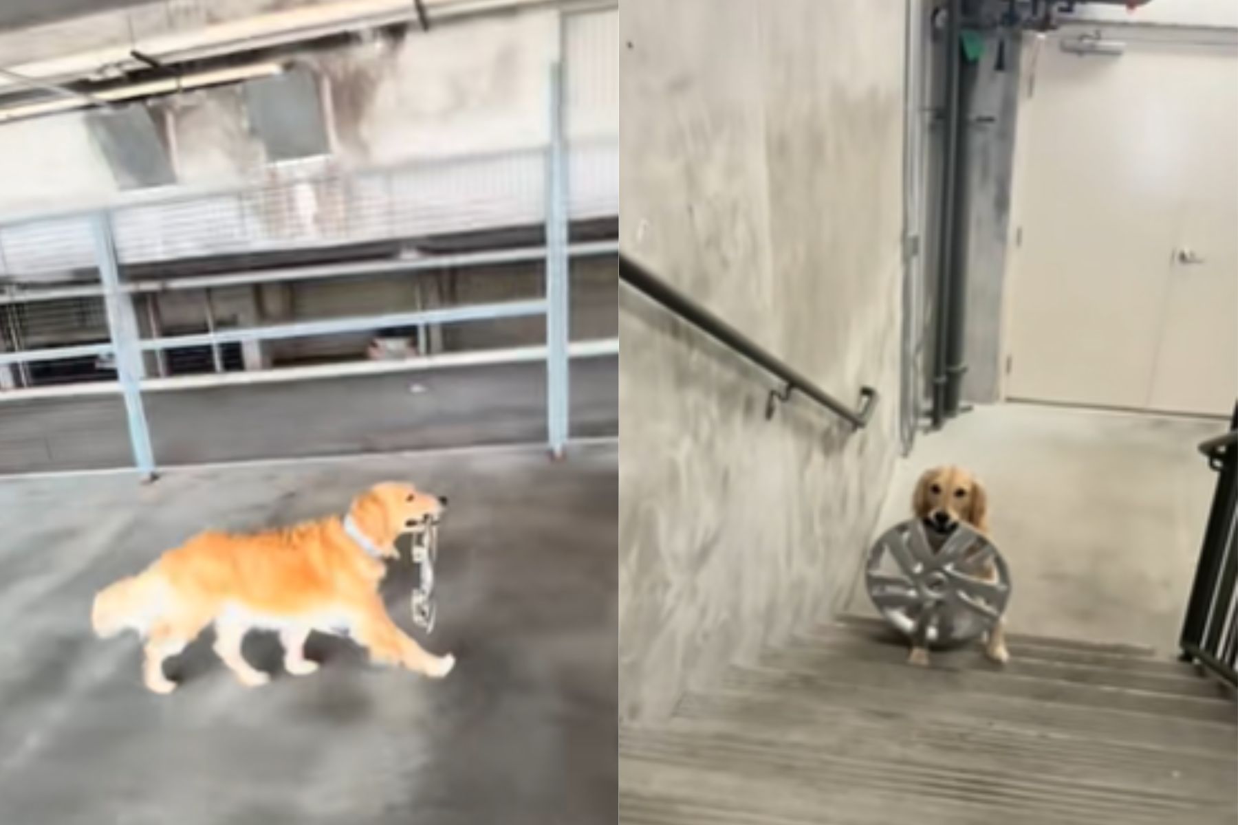 Psička Bailey je med sprehodom našla nenavaden predmet