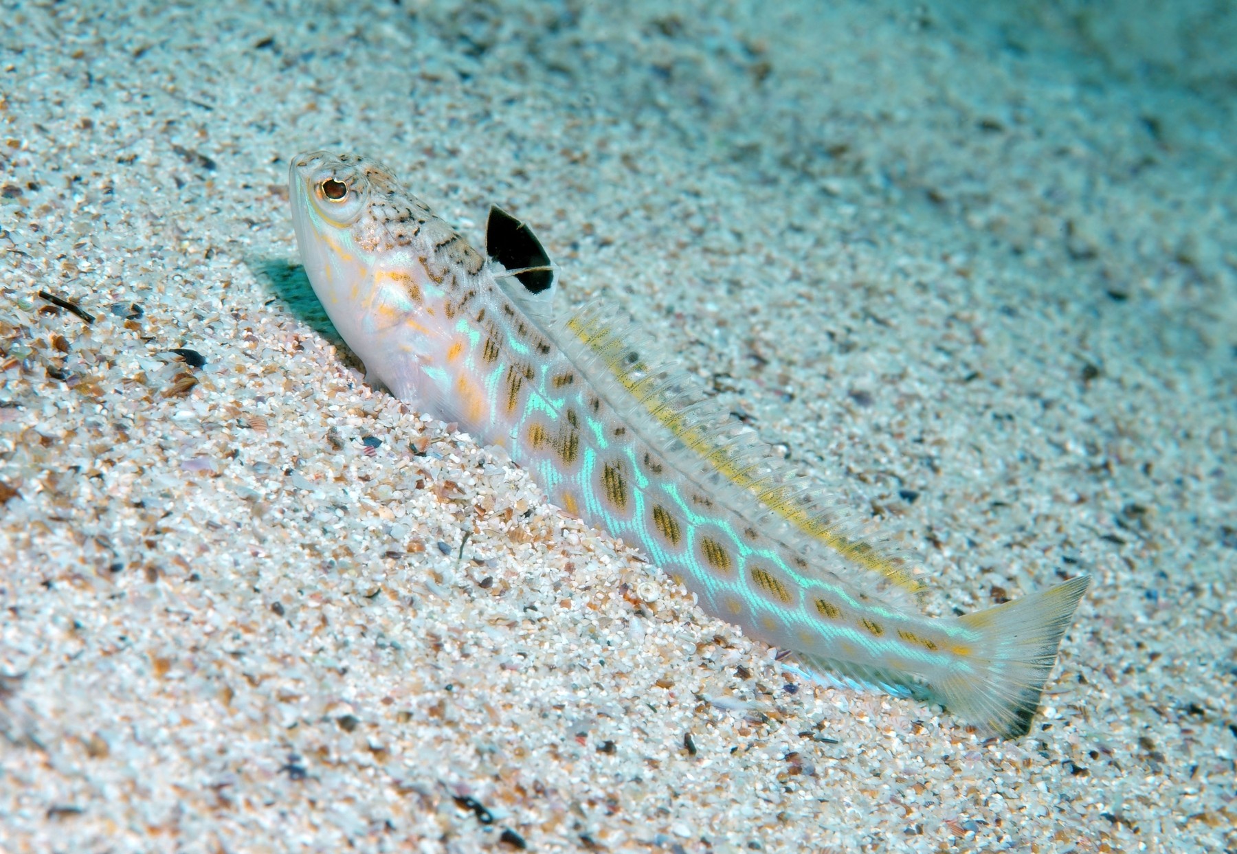 Greater weever fish (Trachinus draco) Black sea,Image: 319760953, License: Royalty-free, Restrictions: , Model Release: no