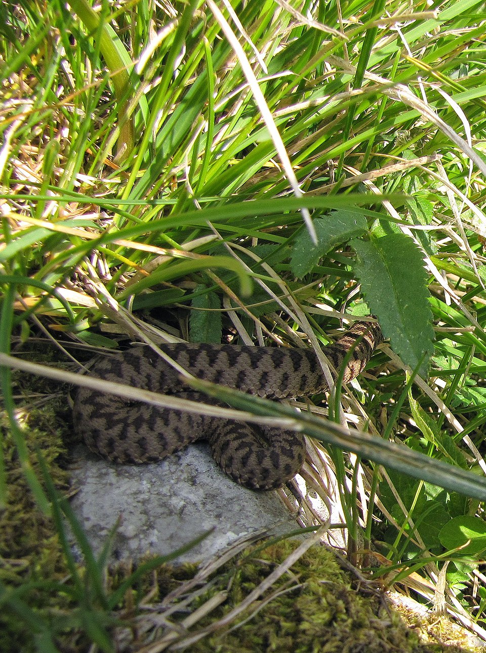 laški gad na pobočju Stola Foto WIKIPEDIA PARIN
