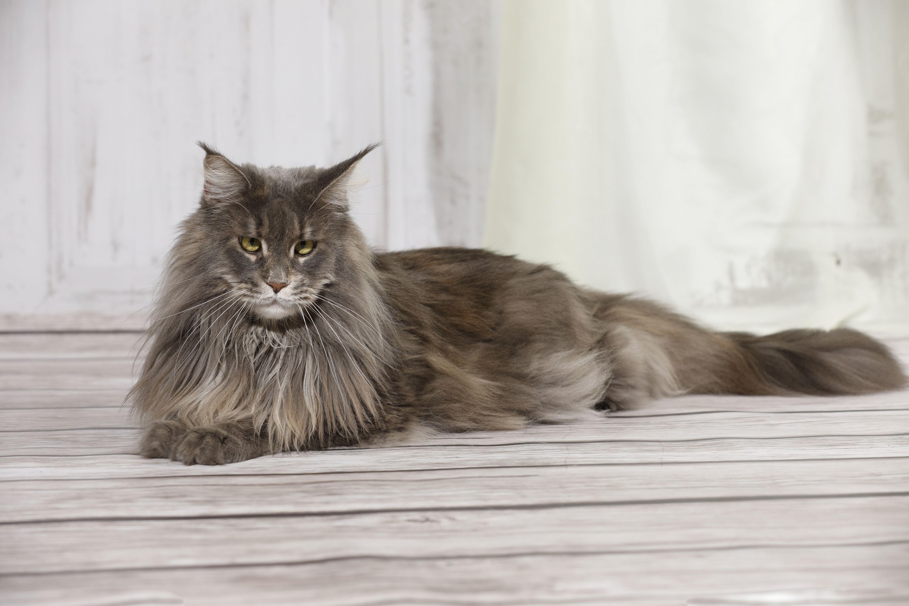 MAINE COON