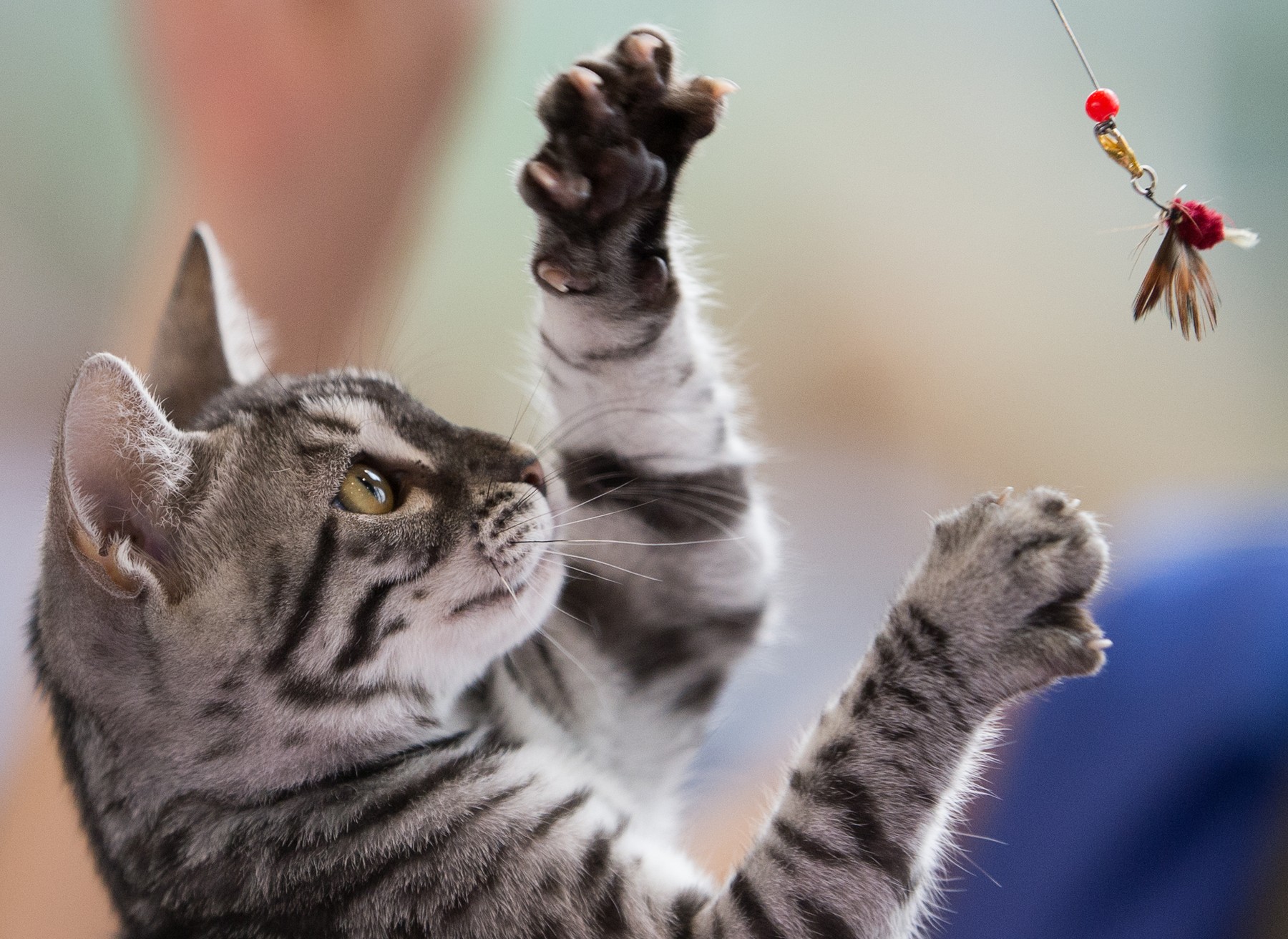 ameriška kratkodlaka mačka