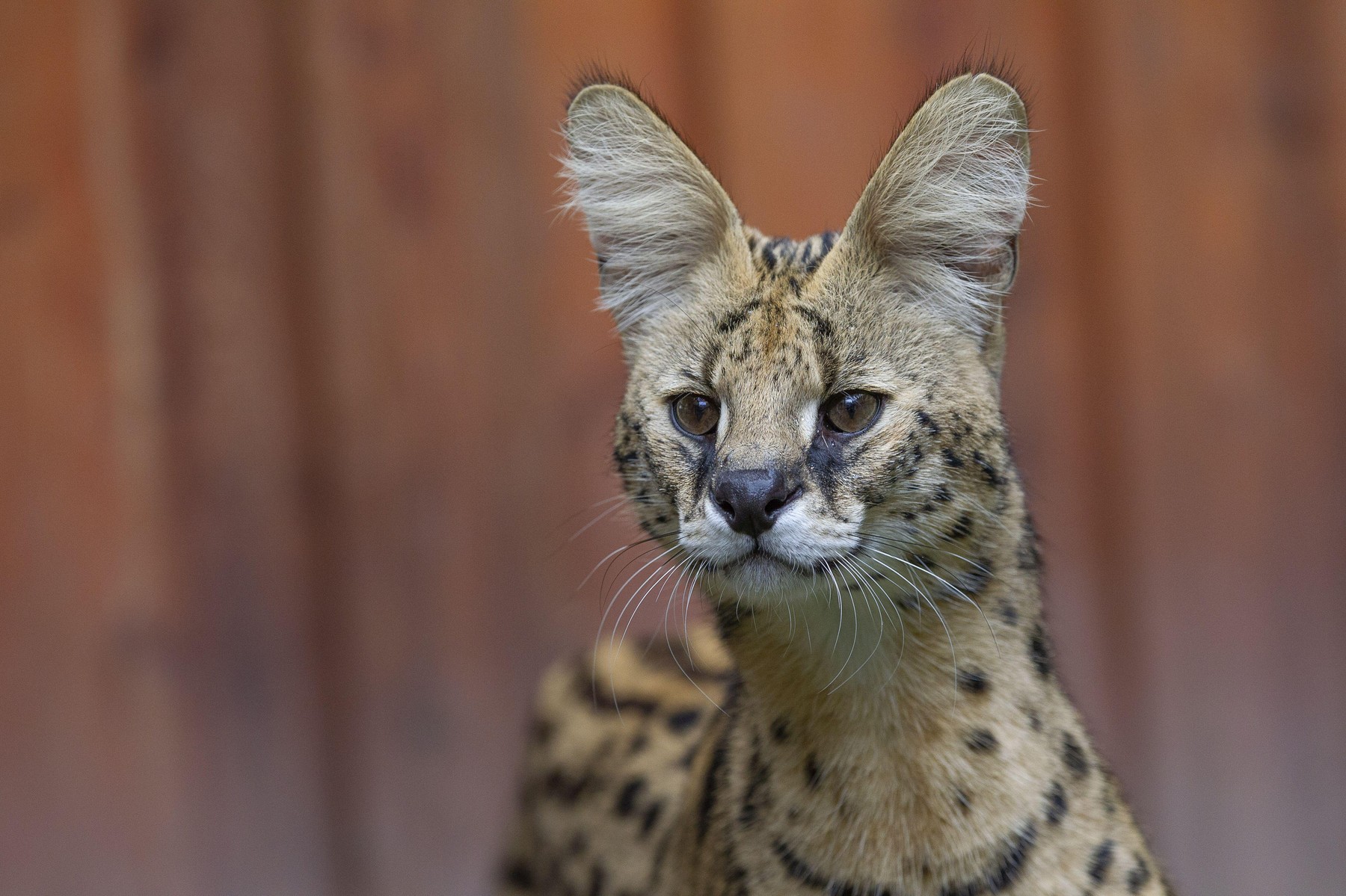 serval