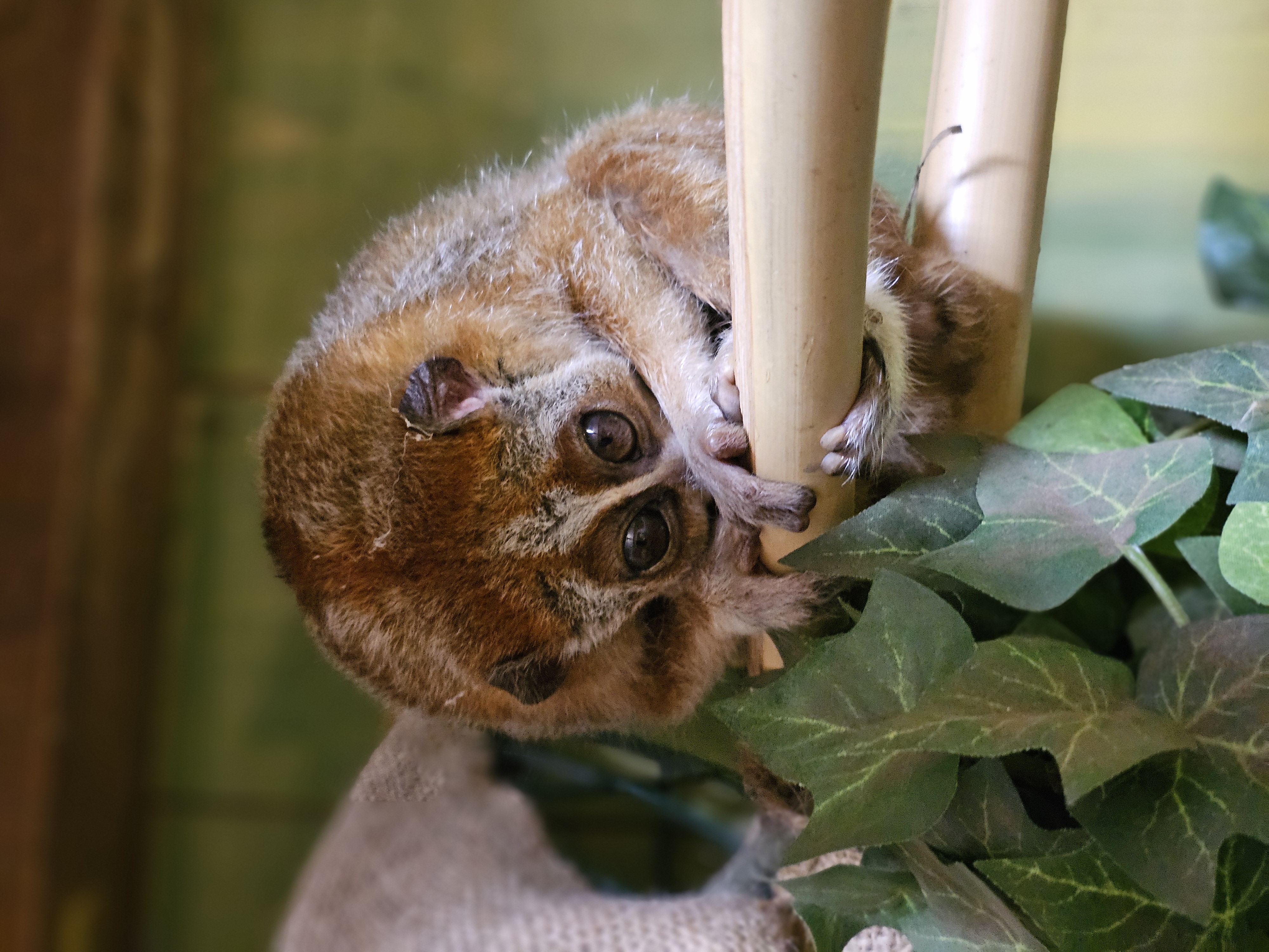 Mai - nova prebivalka Tropske hiše