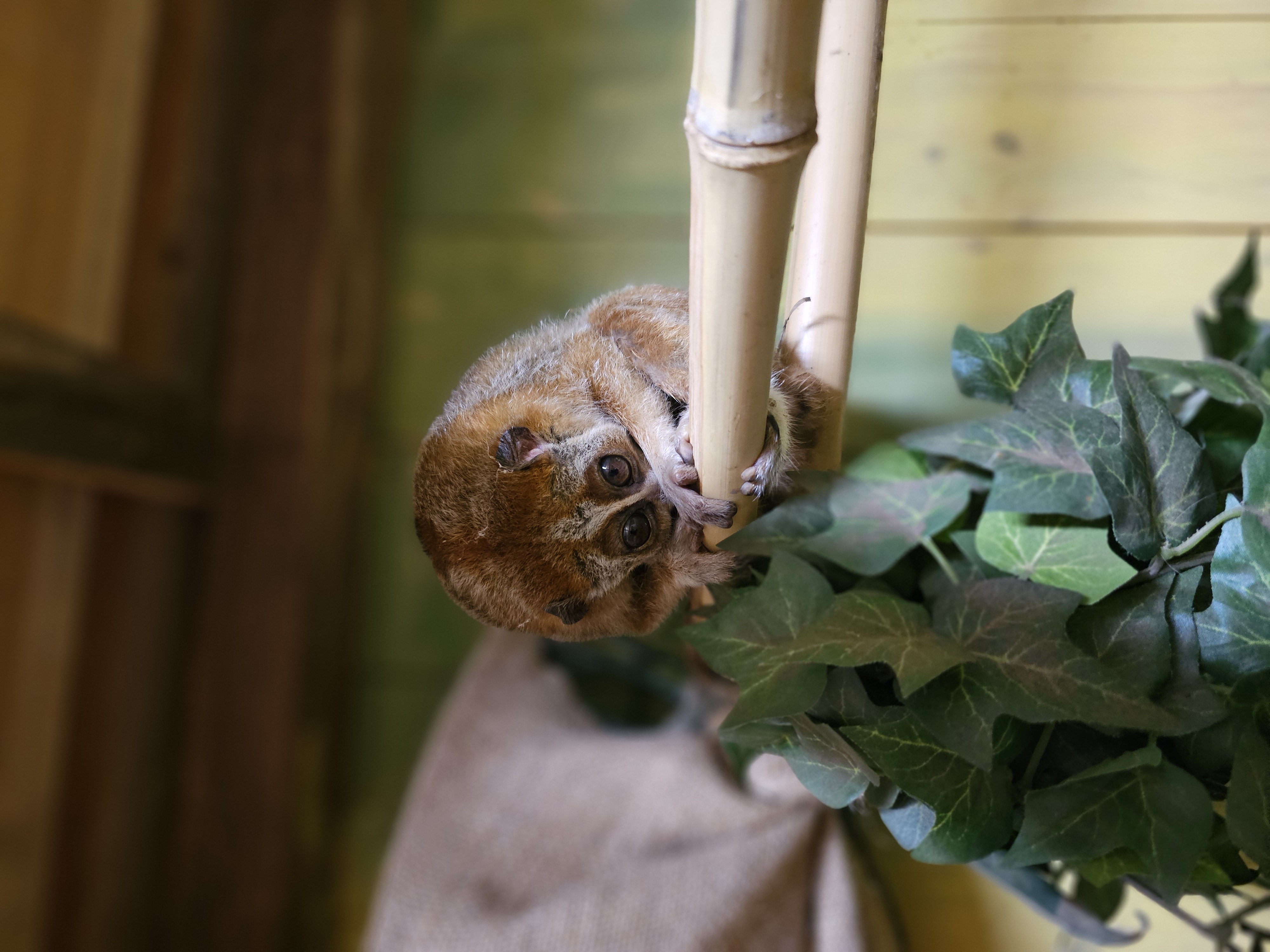 Mai - nova prebivalka Tropske hiše