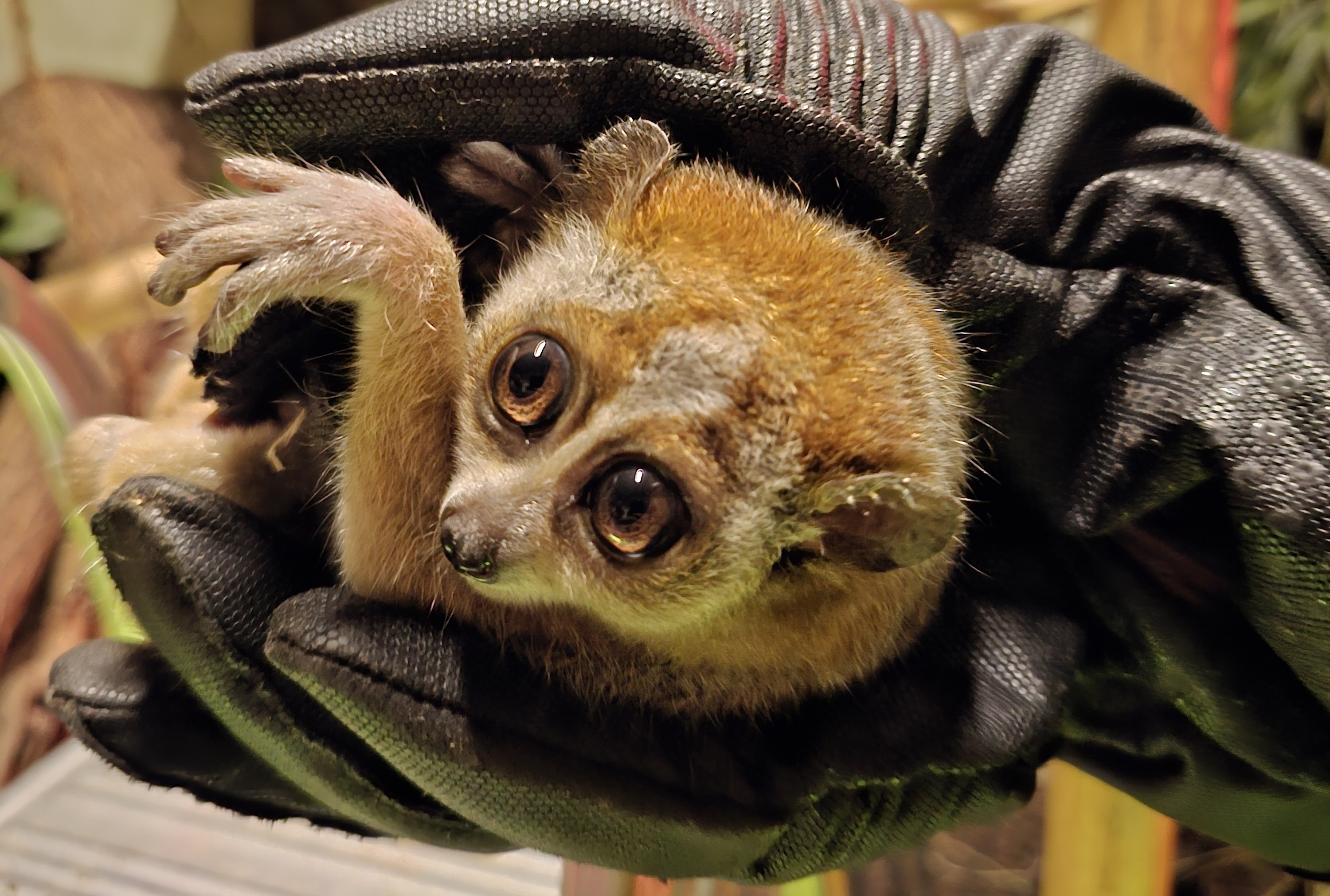 Prihod Mai in prvi koraki v novi dom