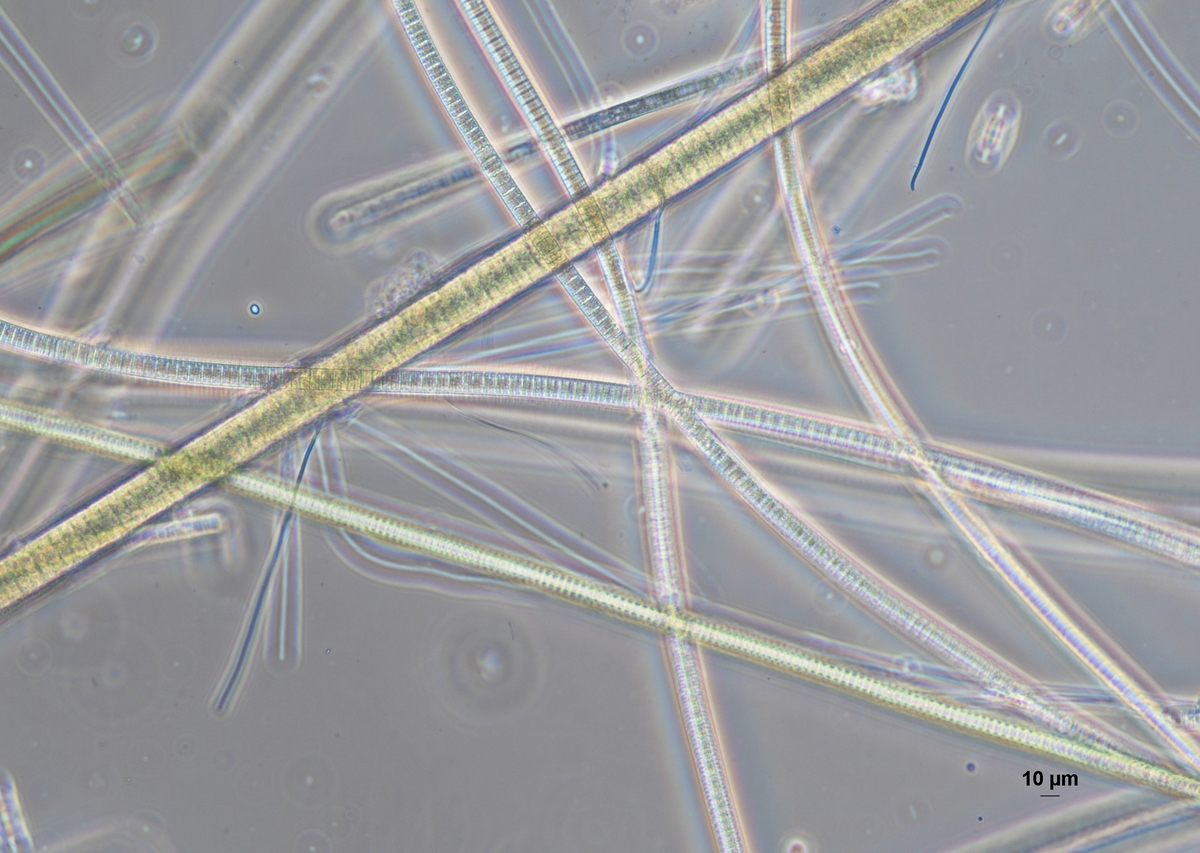 bohinj mikroskopija 1