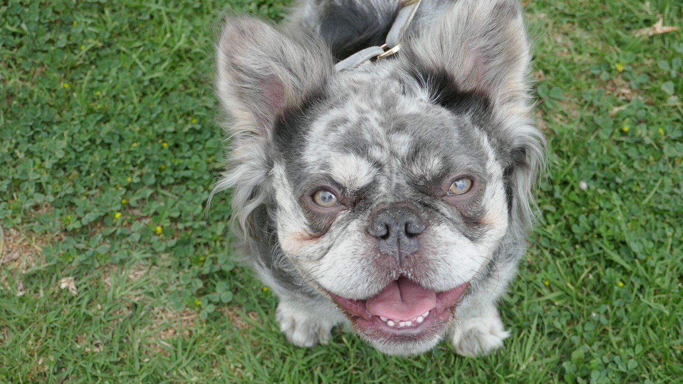 Dolgodlaki francoski buldog