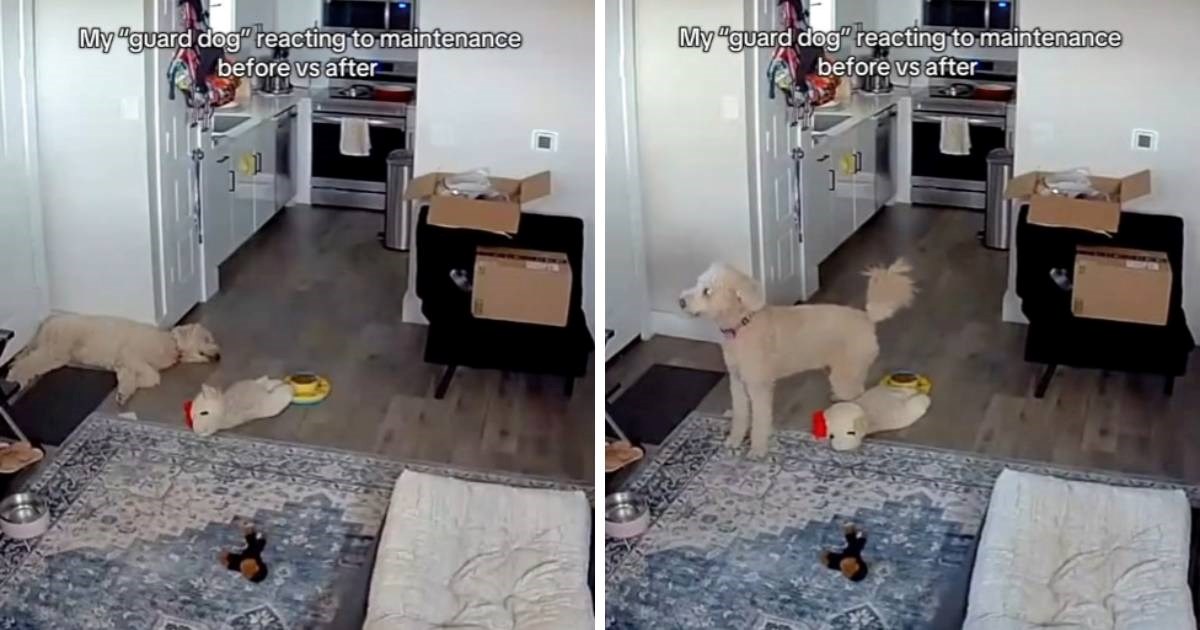 Neuspešen pes čuvaj