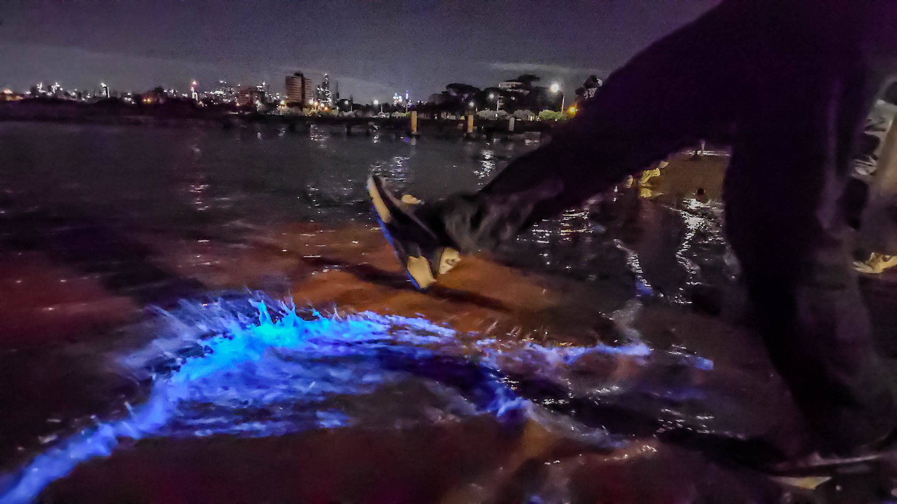 Bioluminiscentne alge