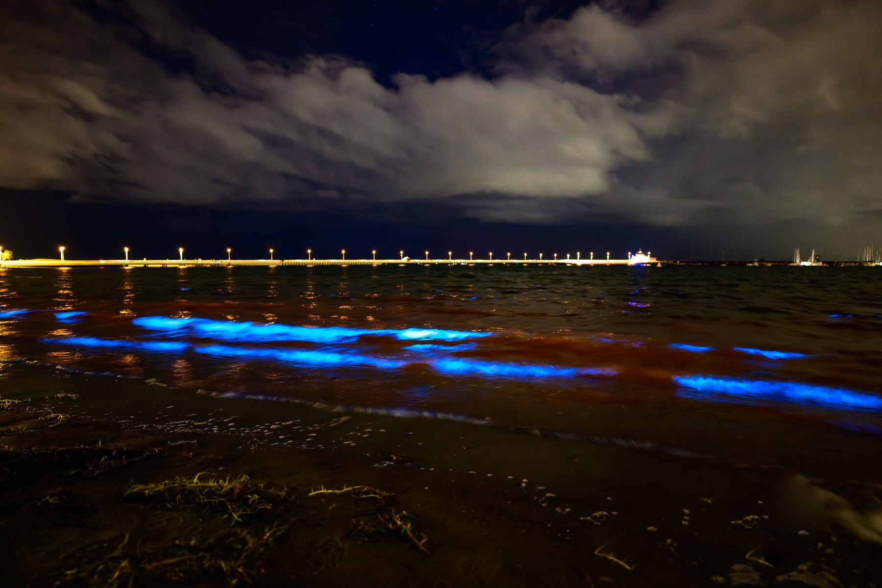 Bioluminiscentne alge