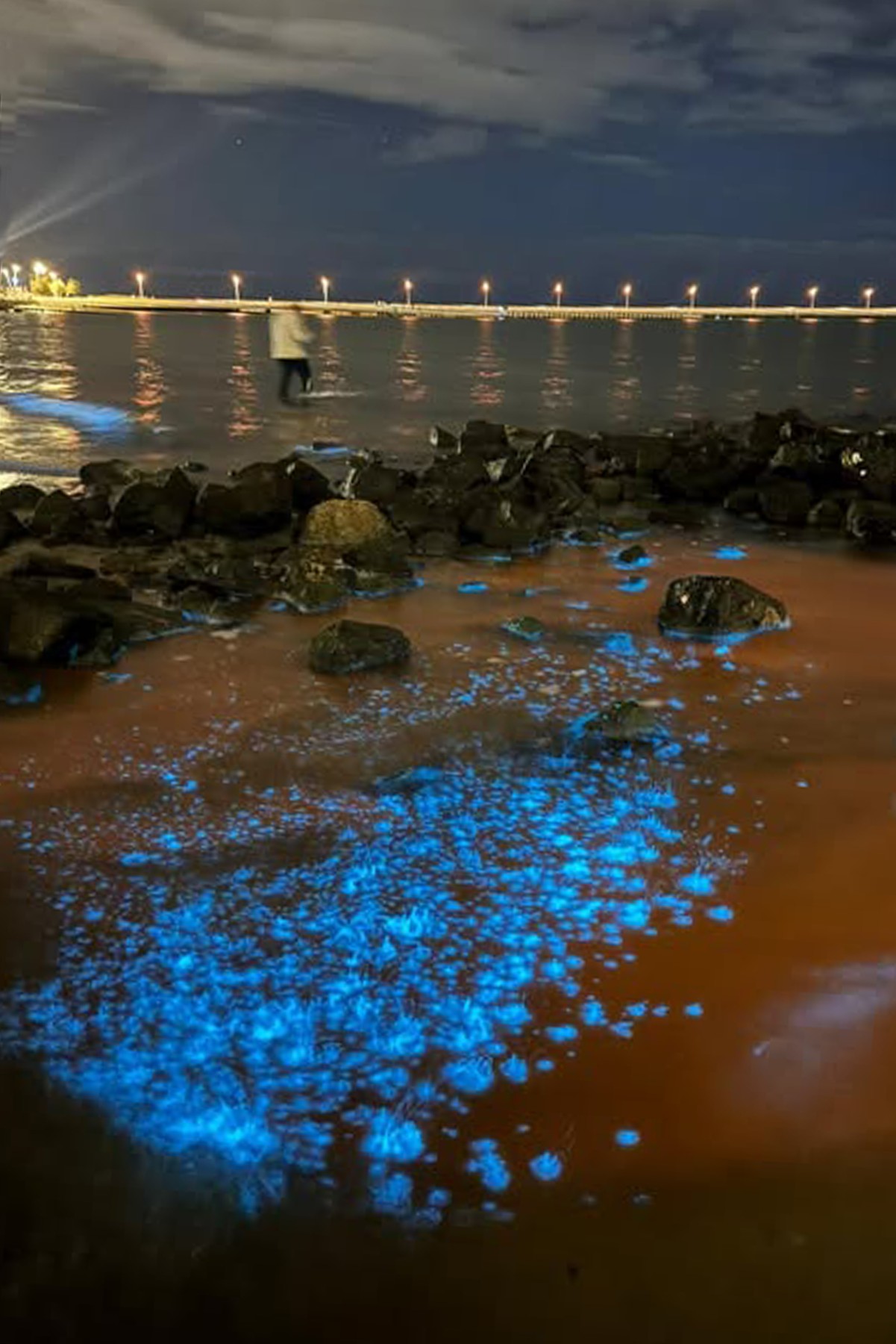 Bioluminiscentne alge