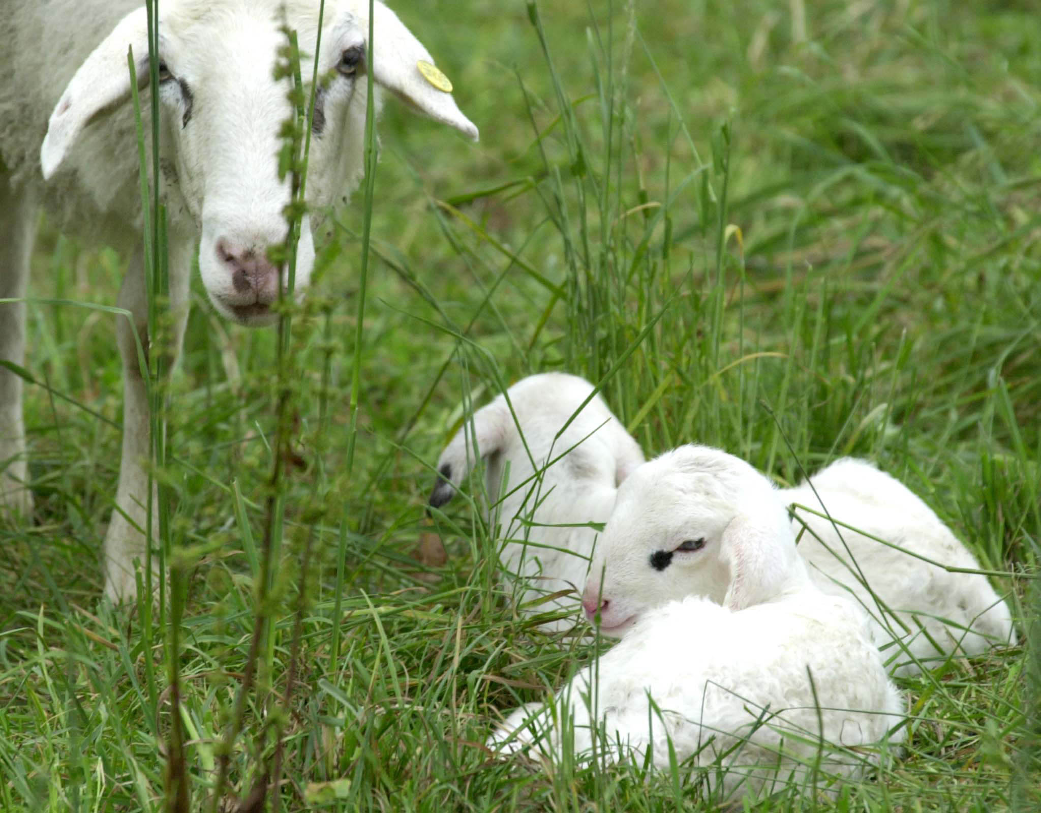 SLOVENIJA, KRVAVEC, 01.11.2002, 01. NOVEMBER 2002OVCA, JAGENJCKI,  TRAVNIK, OVCJEREJA, KMETIJSTVO, DOMACE ZIVALIFOTO: JAKA VINSEK/BOBO