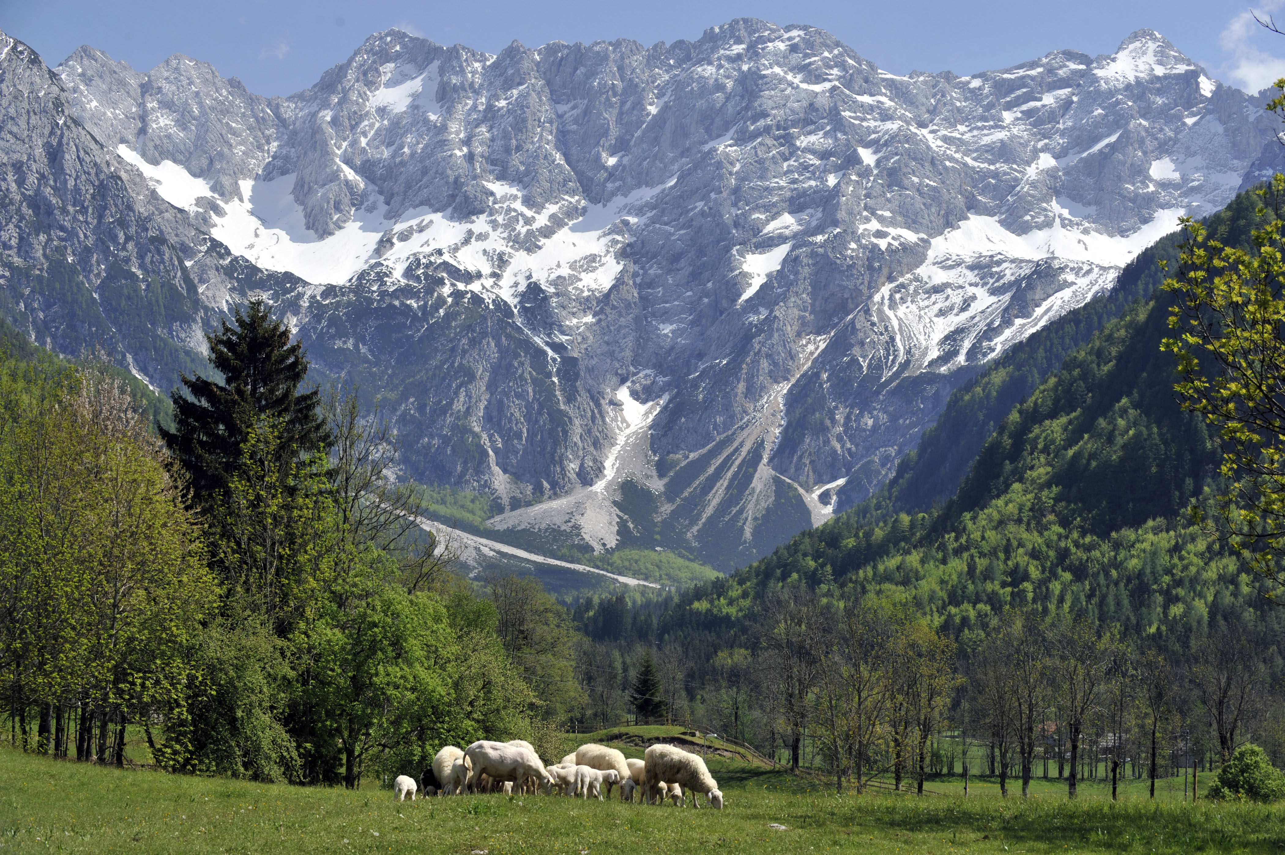 Slovenija, Jezersko, 19.05.2012, 19. Maj 2012Ovcja druzinica se pase ob kmetiji na Jezerskem pod gorami. NArava, zivali, pasnik, travnik, zival, ovce, gozdovi, hribi, gore, ovcjerejaFoto:Ziga Zivulovic jr./Bobo