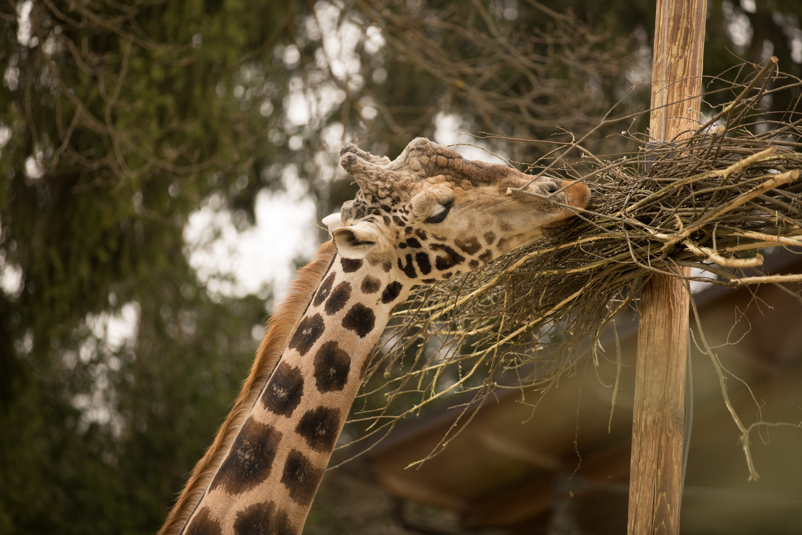 Poginil je 18-letni žirafji samec Cveto