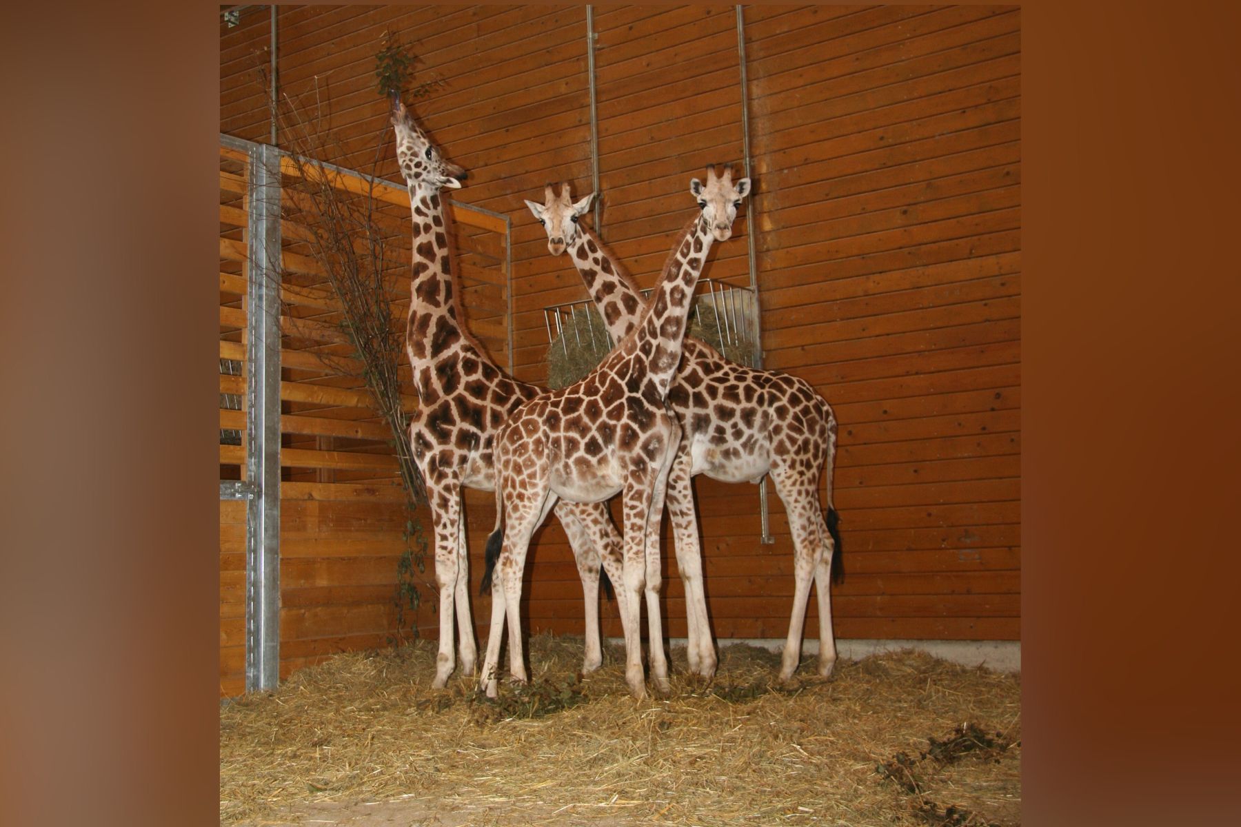 Poginil je 18-letni žirafji samec Cveto