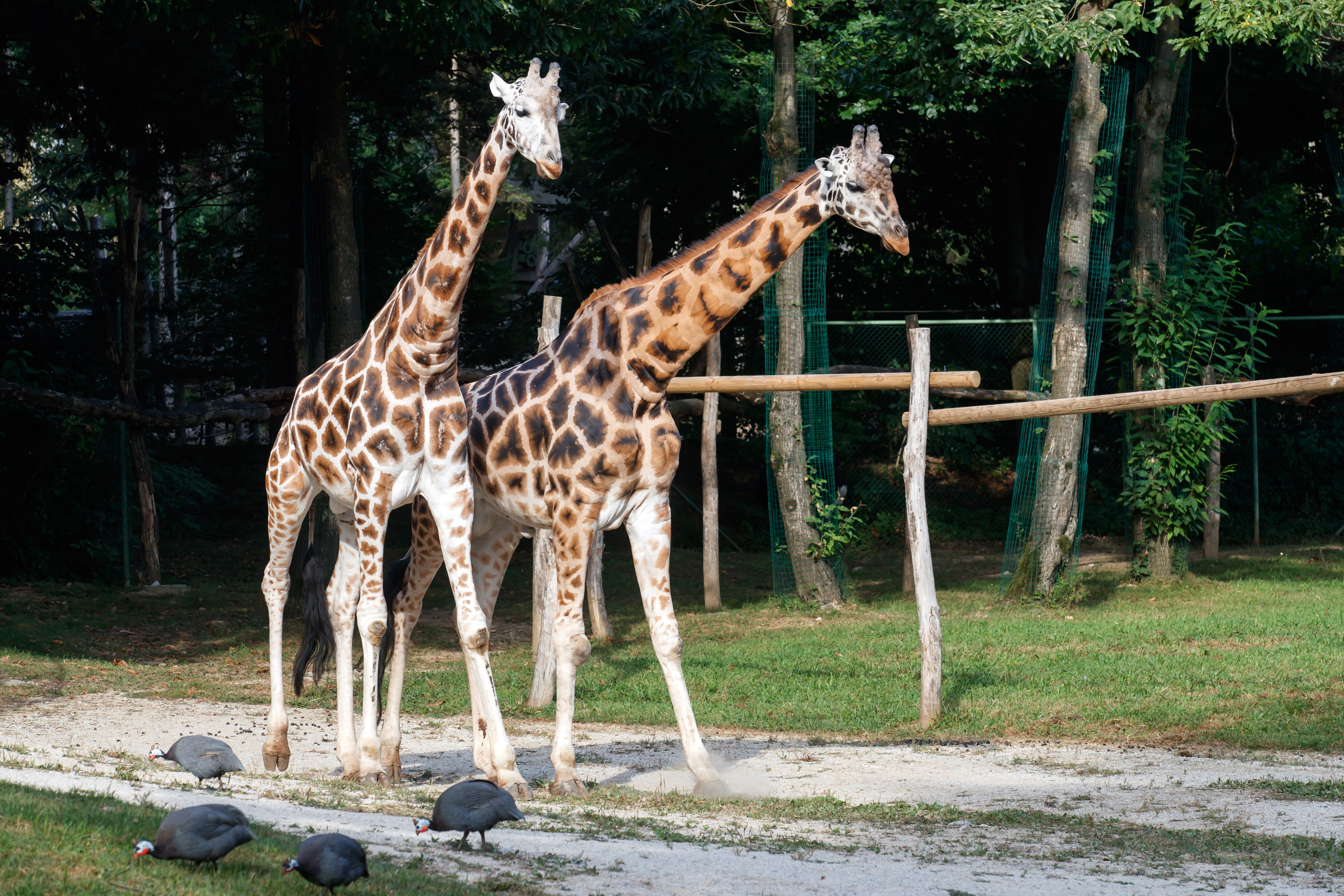 žirafji samec Cveto