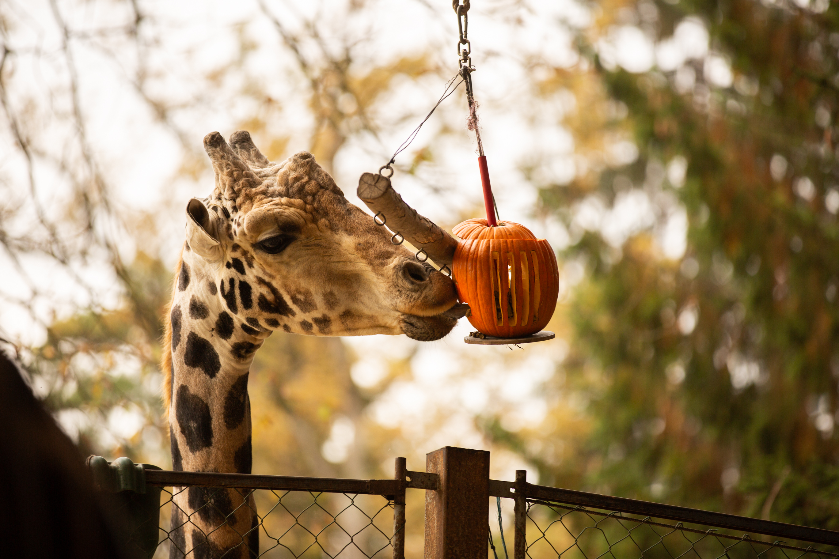 žirafji samec Cveto