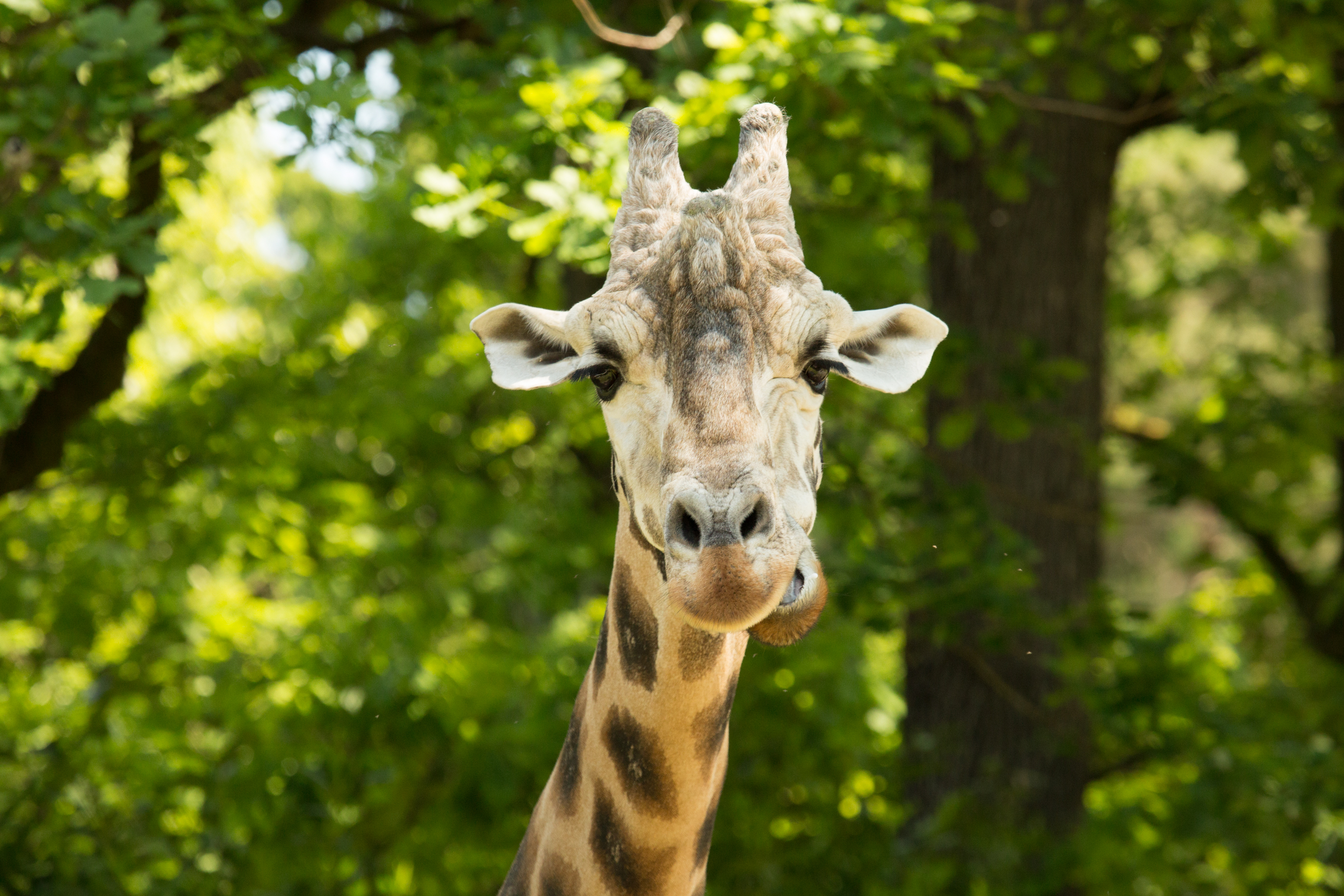 žirafji samec Cveto