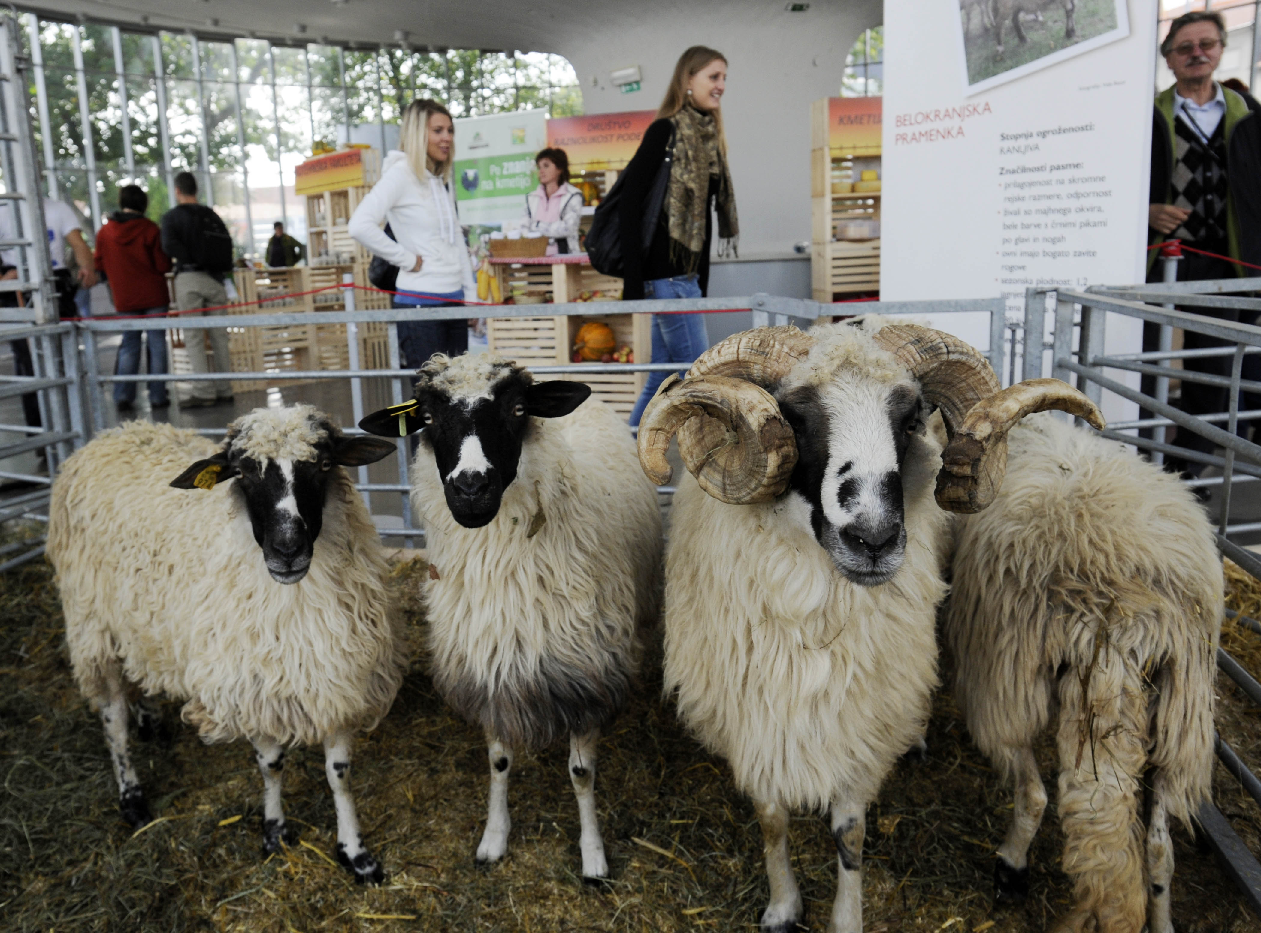 Slovenska pasma ovc, Belokranjska pramenkNarava zdravje 2011