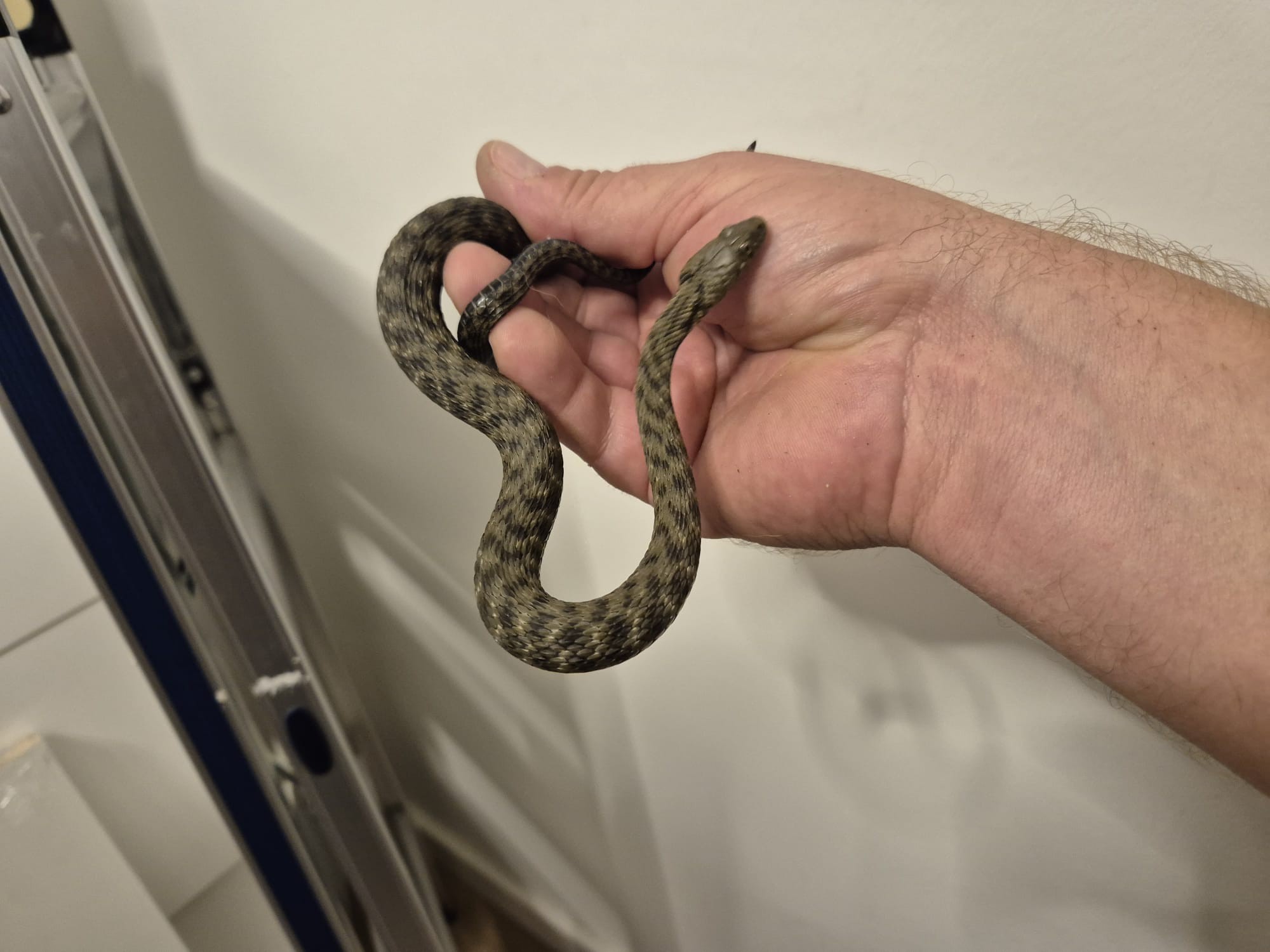 Zagrebčan je v avtomobilu našel kačo