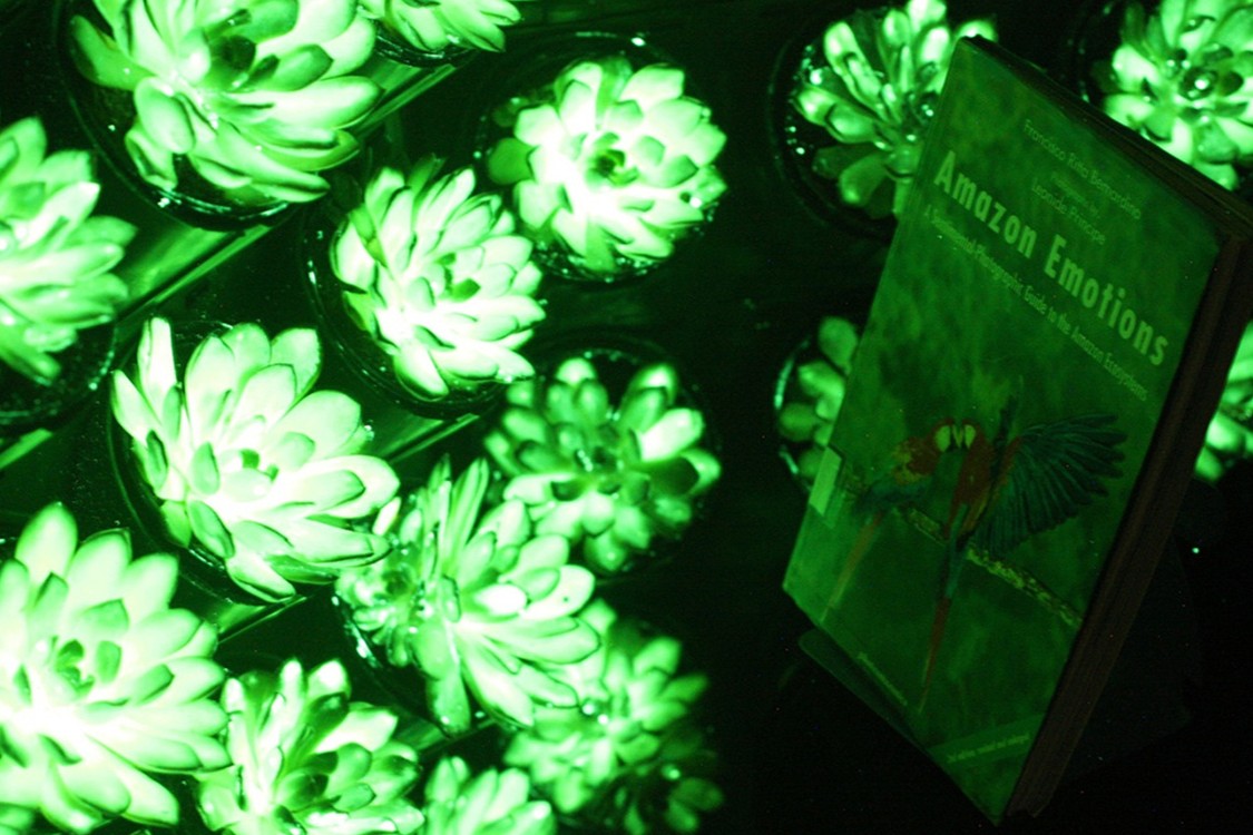 Luminiscenčne rastline