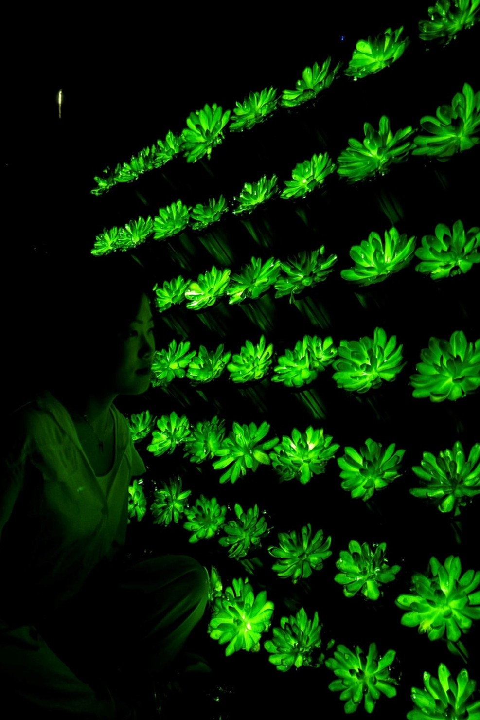 Luminiscenčne rastline