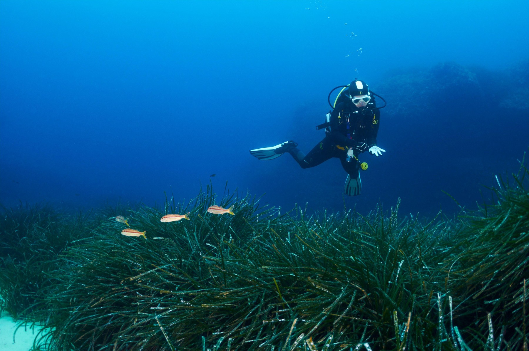 morski travnik morska pozidonija Foto PROFIMEDIA