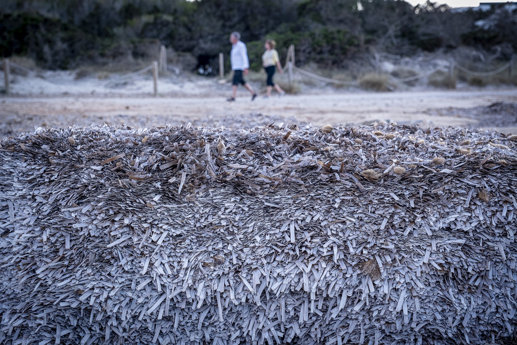 listi morske pozidonije naplavljeni na obalo Foto PROFIMEDIA
