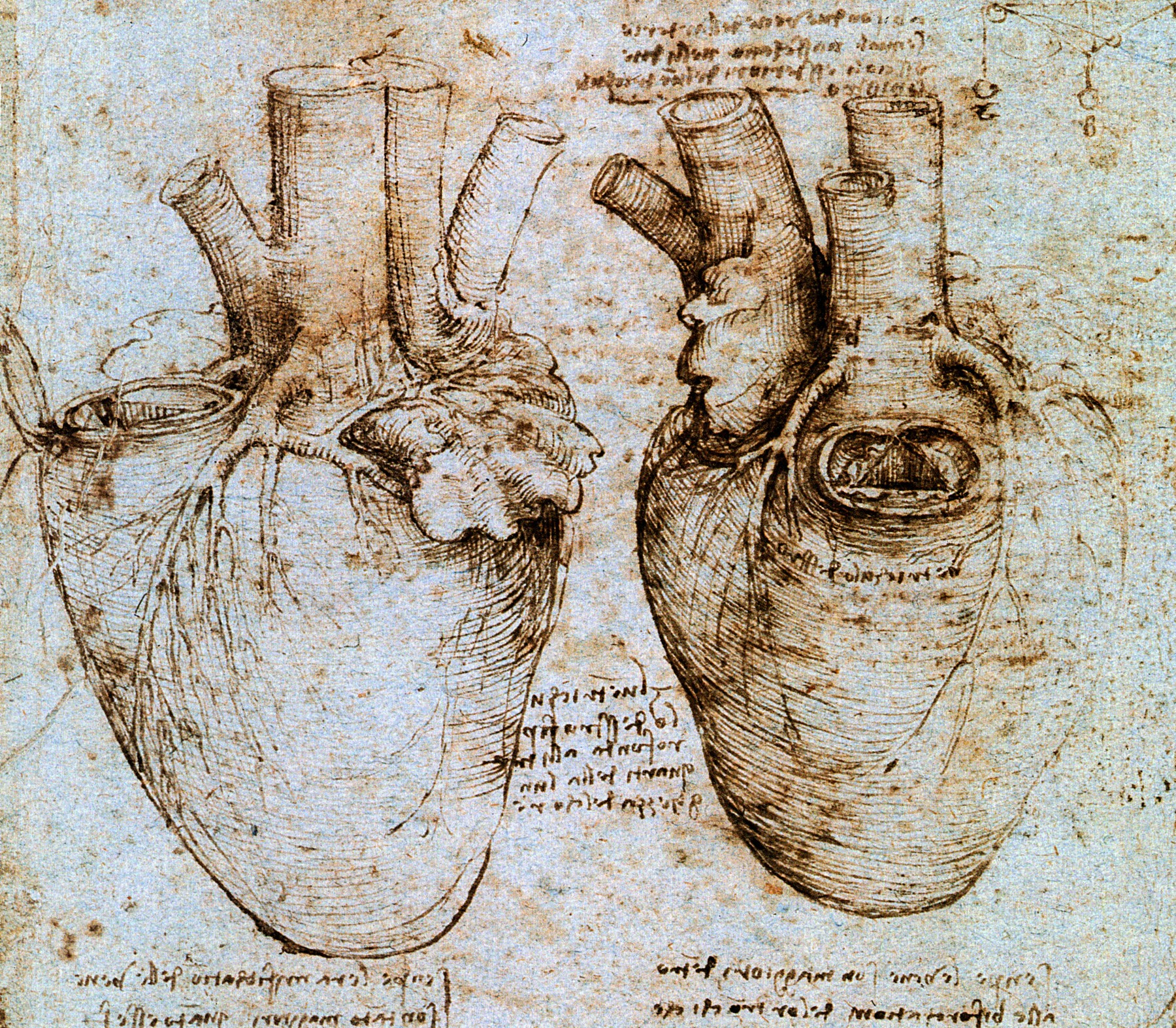 Leonardo Da Vinci srce skica Foto PROFIMEDIA