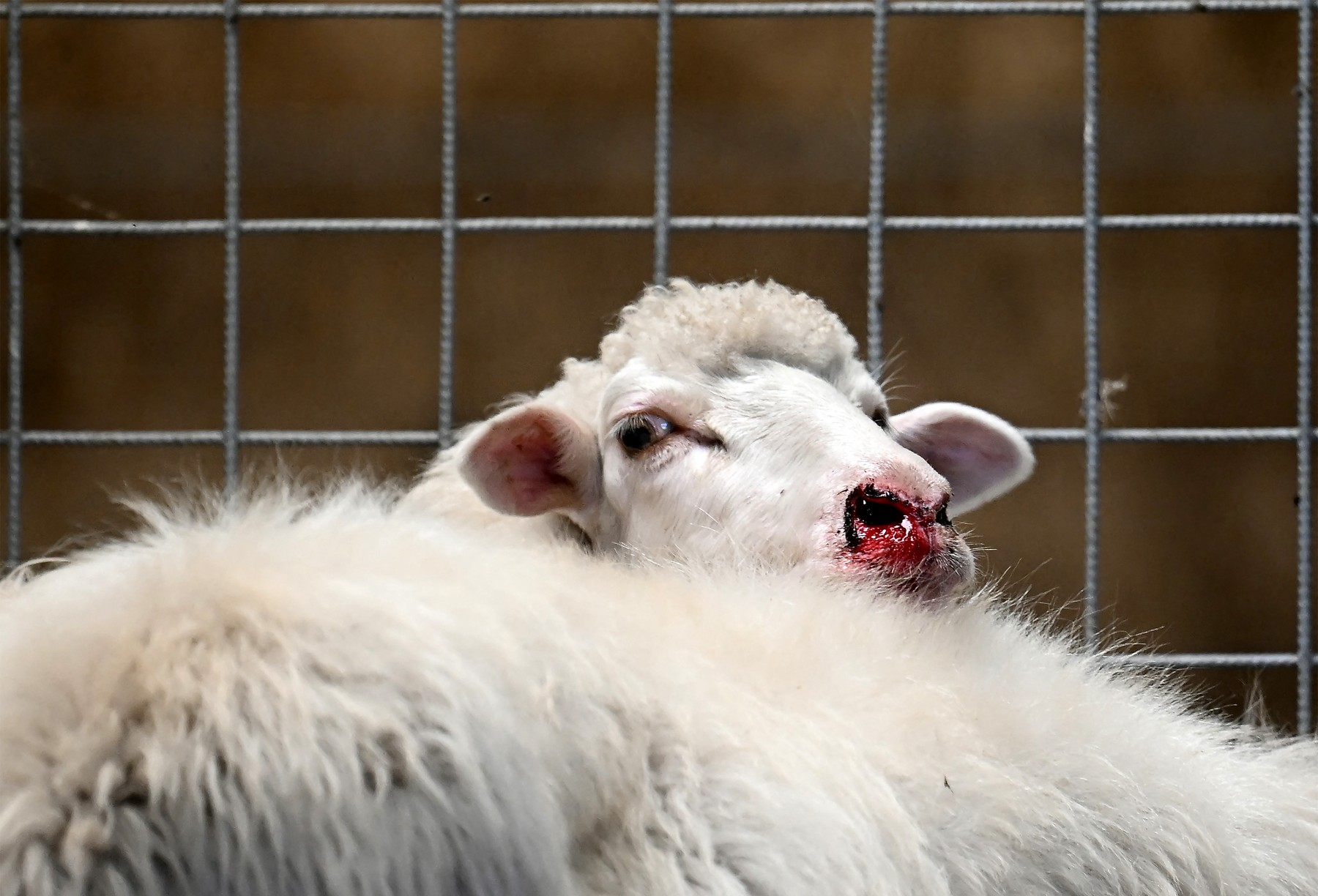 A sheep affected by bluetongue disease is pictured in a farm in Arbus in the island of Sardinia on October 2, 2024.,Image: 917465530, License: Rights-managed, Restrictions: TO GO WITH AFP STORY BY Ella IDE, Model Release: no