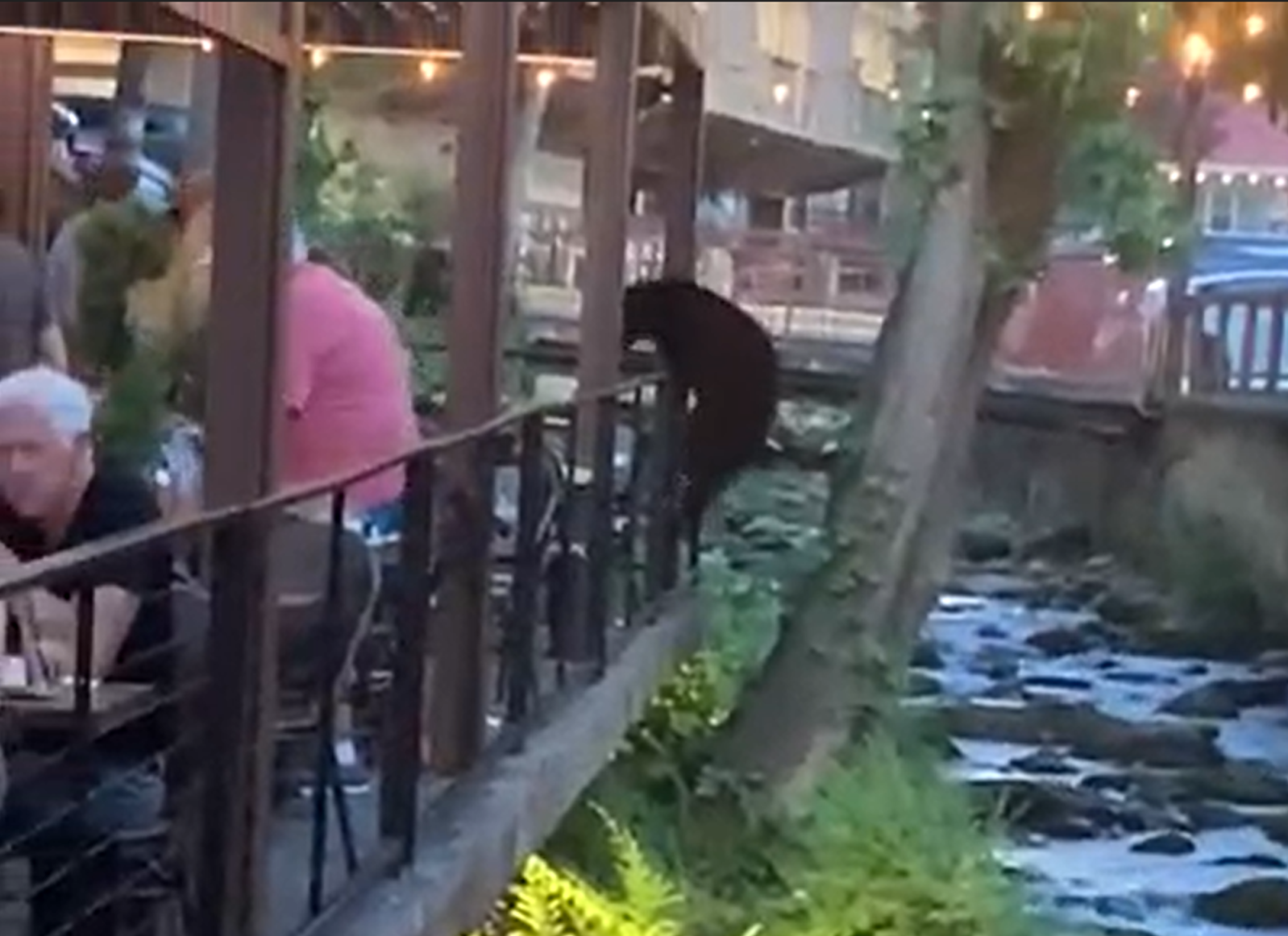 medved na večerji Zajem zaslona YOUTUBE COM