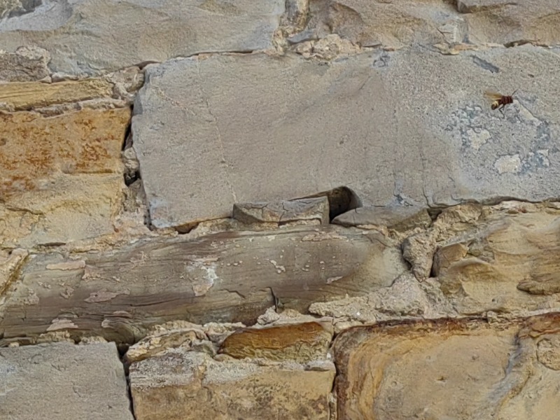 Gnezdo orientalskega sršena