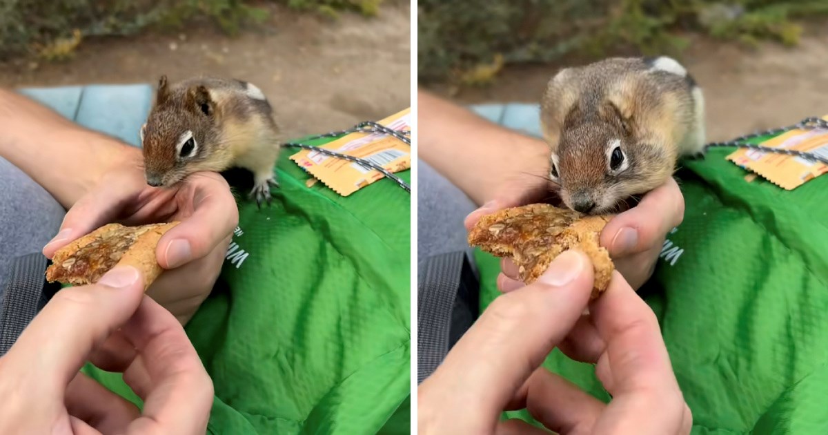 veverica, energijska ploščica