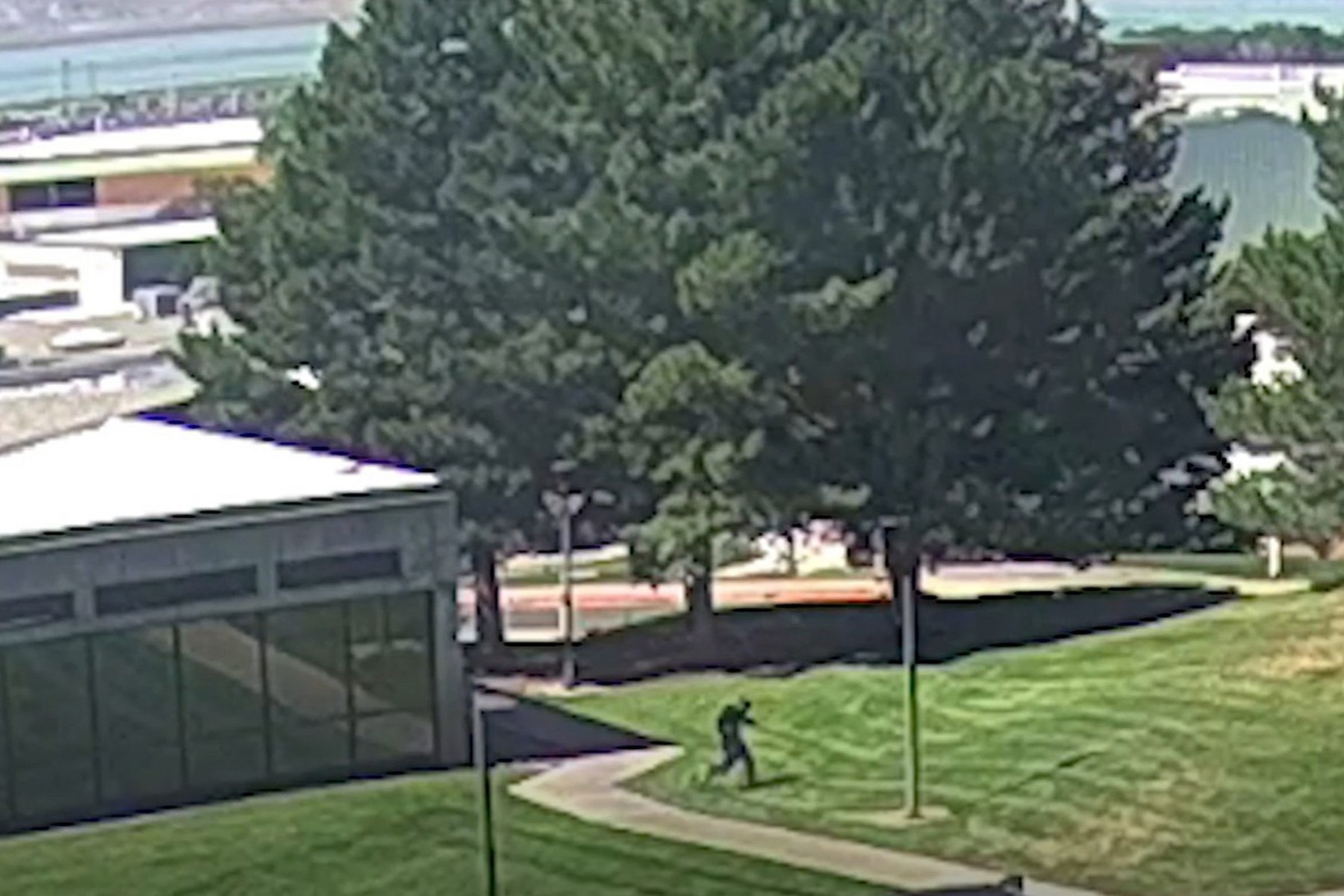 Fotografija morlica Charlieja Kirka