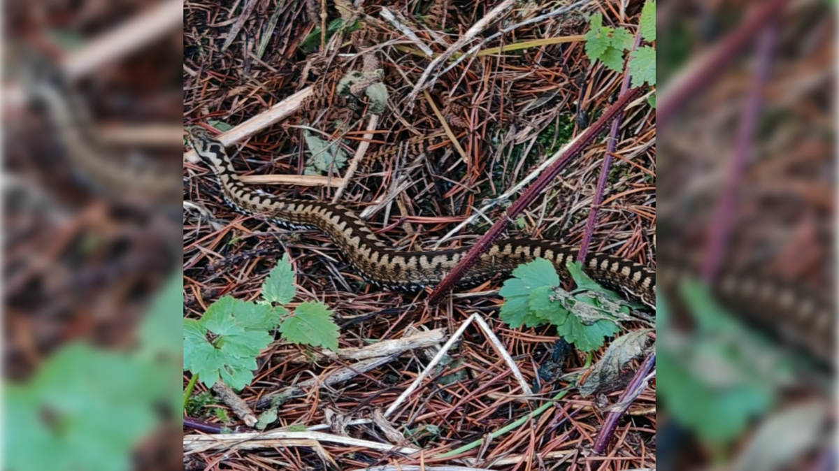 Kača ugriznila planinca