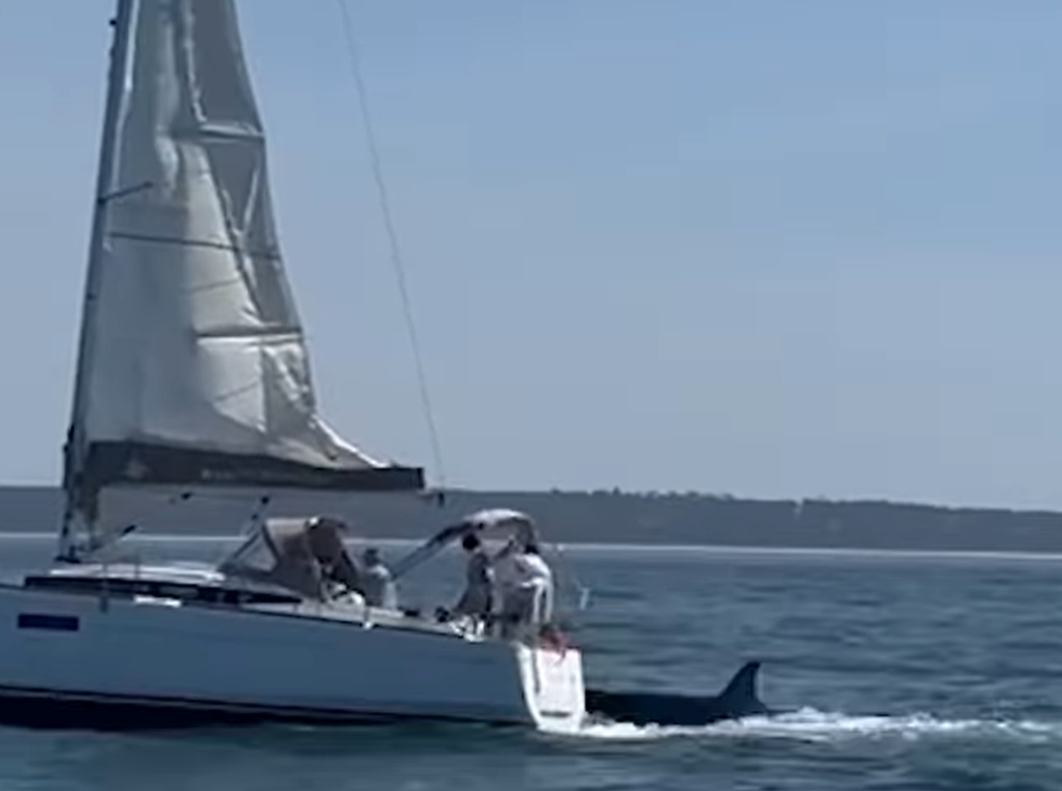 orka napad Portugalska Foto Zajem zaslona INSTAGRAM
