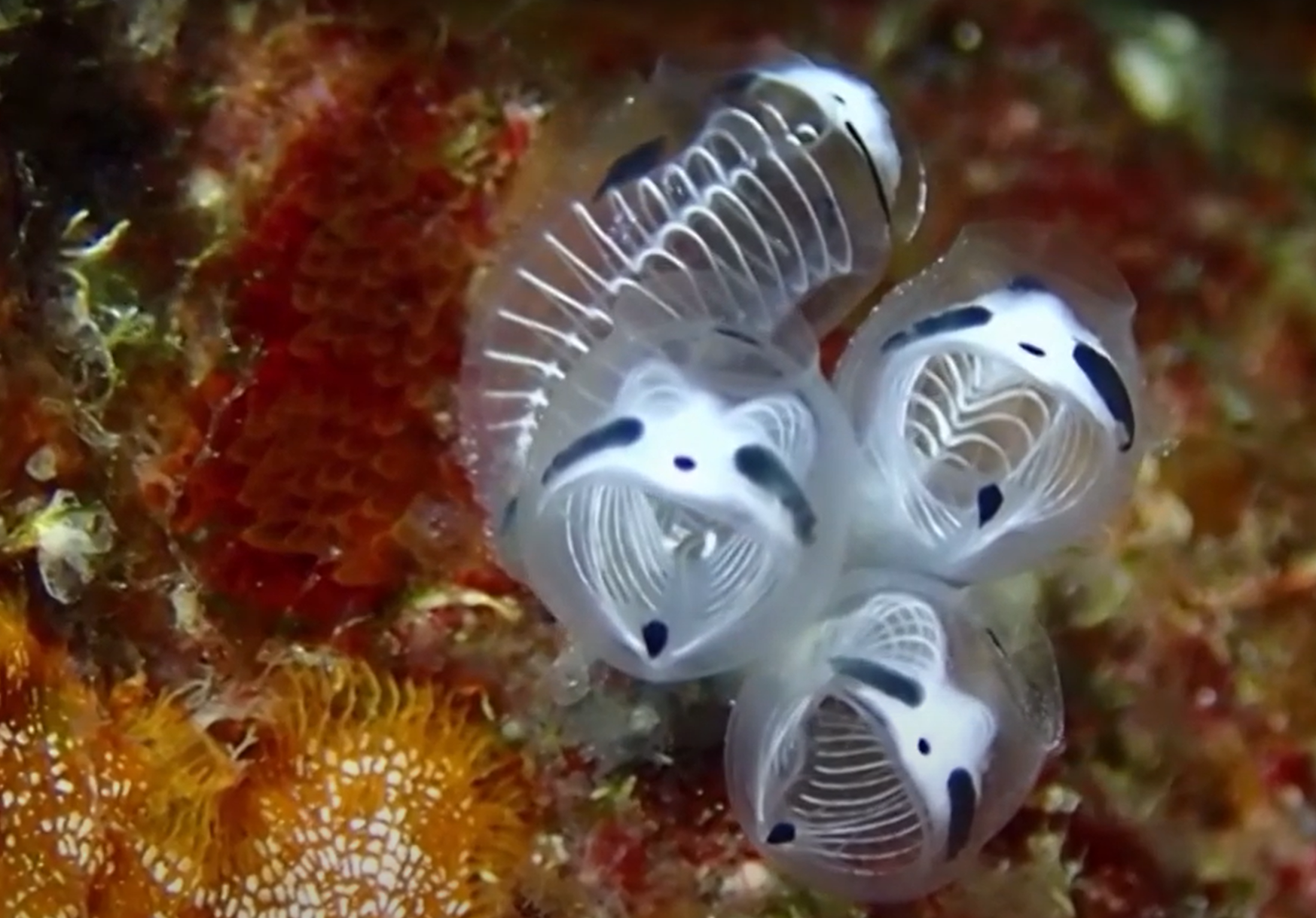 Clavelina ossipanda Foto Zajem zaslona YOUTUBE